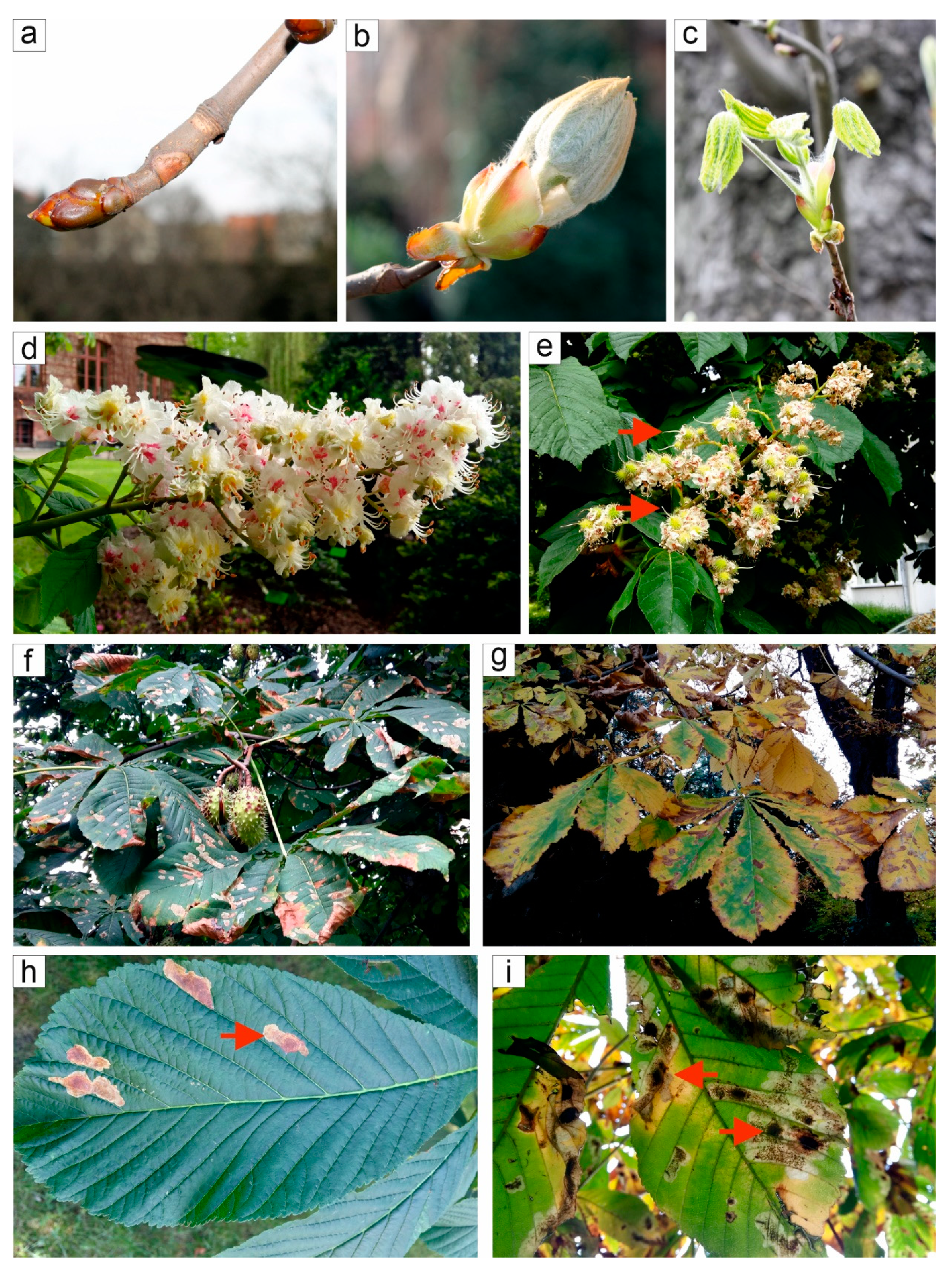 Forests 12 01537 g002