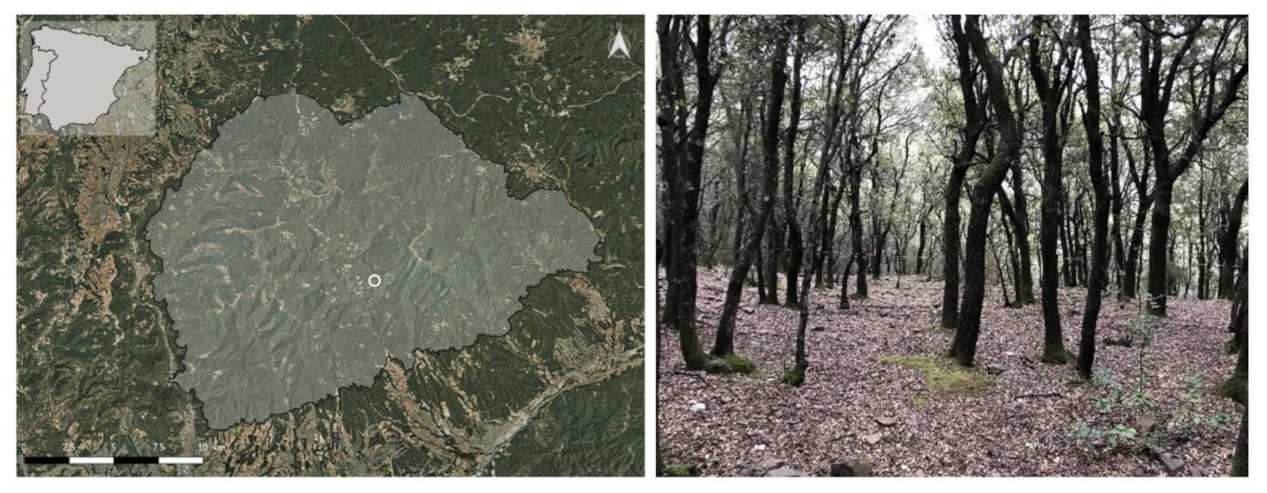 Forests | Free Full-Text | Evolution of Human Salivary Stress 