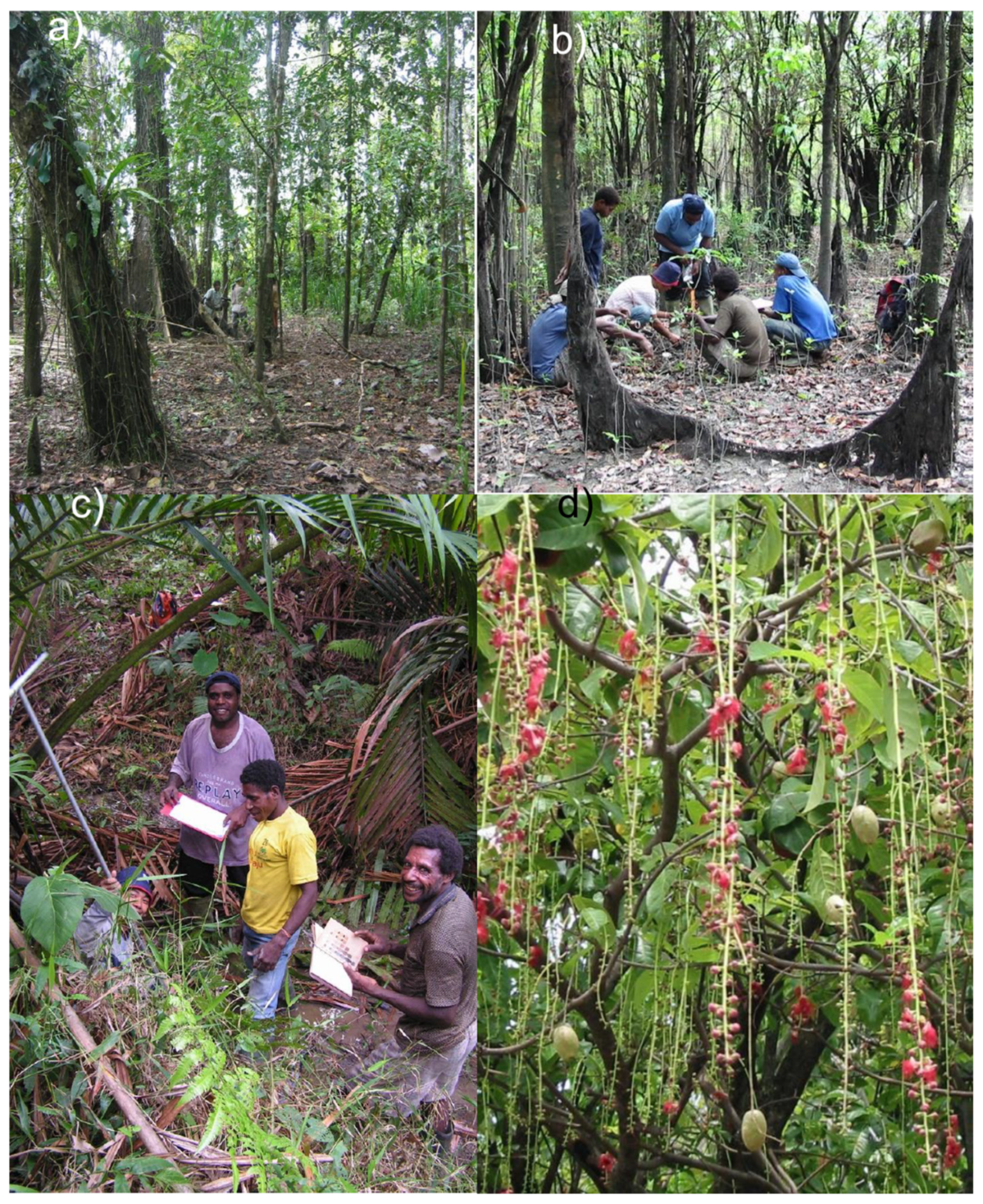 Forests | Free Full-Text | The Floodplain Forests of the Mamberamo Basin,  Papua, Indonesia (Western New Guinea): Vegetation, Soils, and Local Use