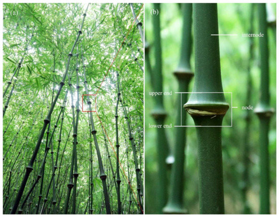 This Award-Winning Bamboo Eyewear Plants a Tree Every Time You Buy