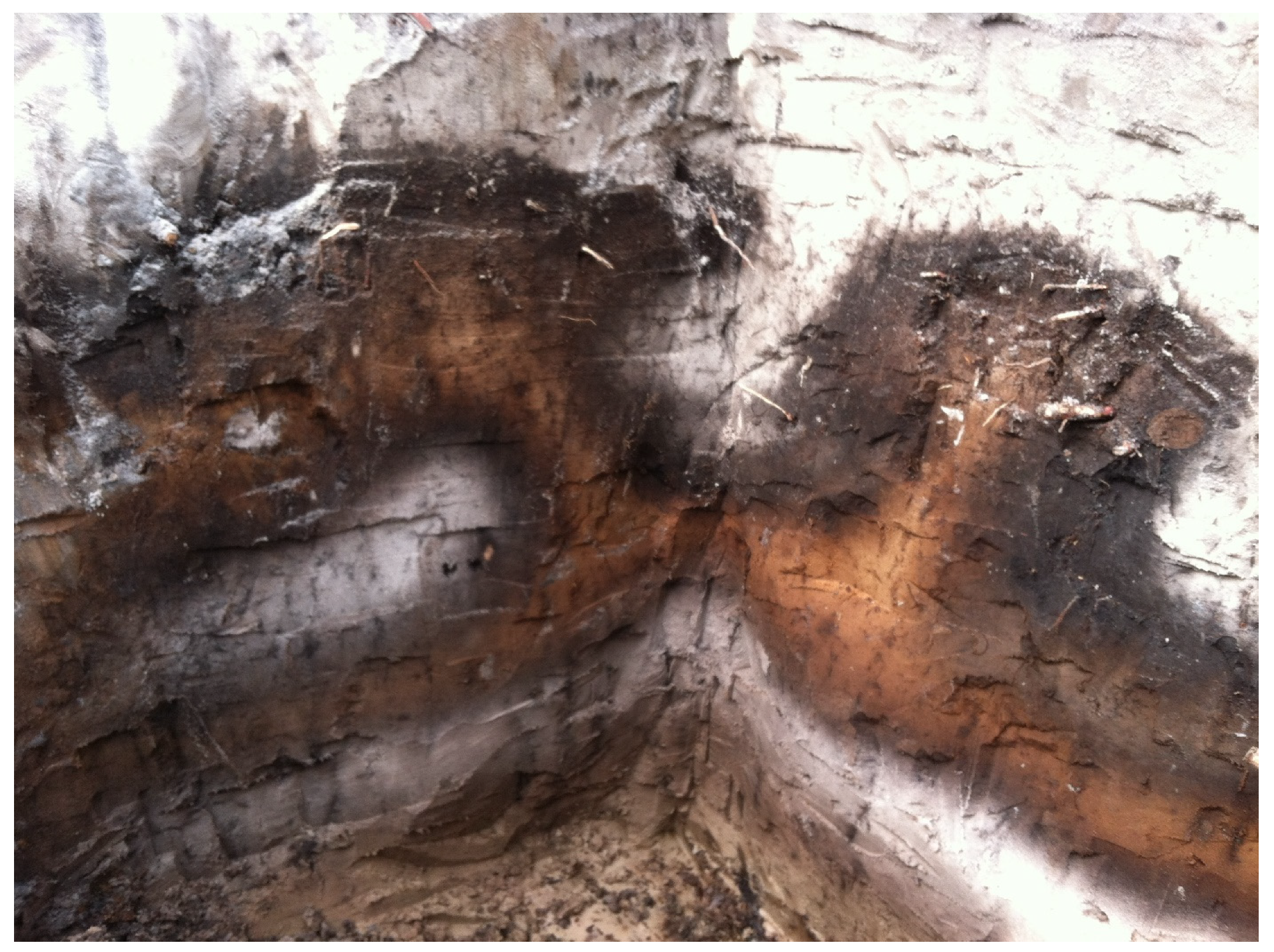 Forests 13 00036 g0a2