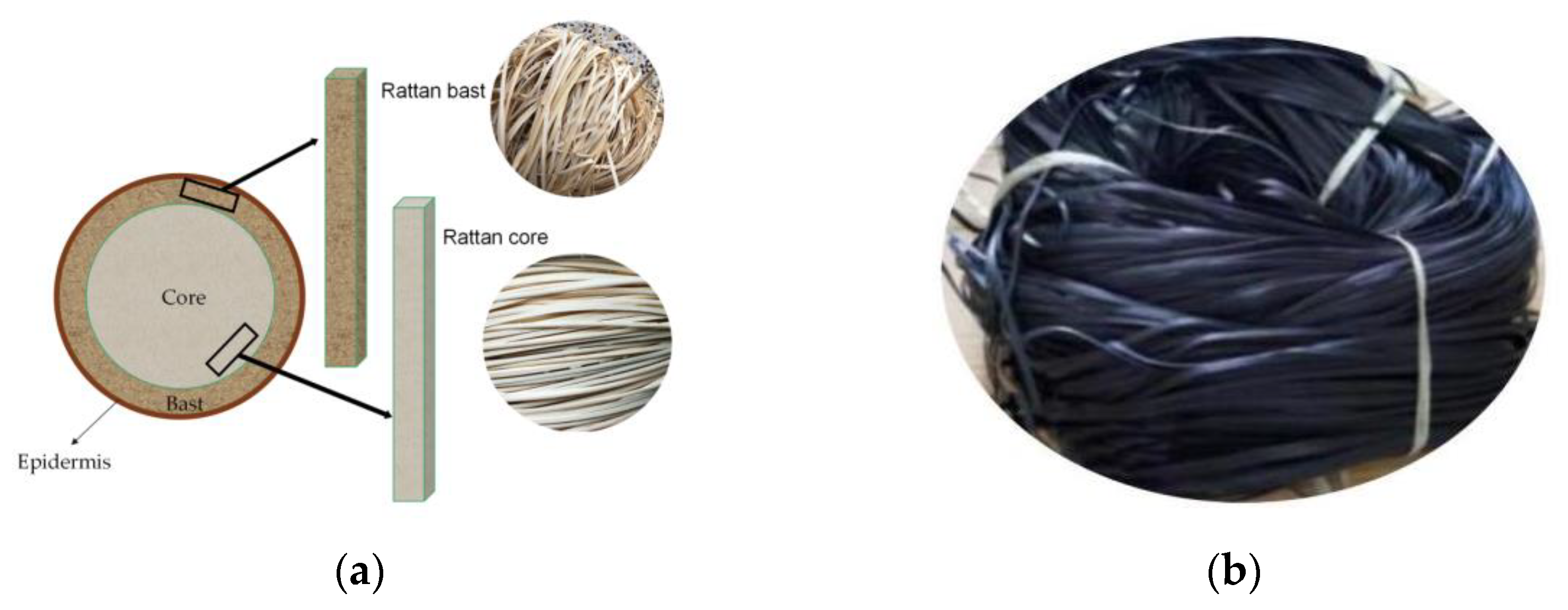 Forests 13 00076 g001