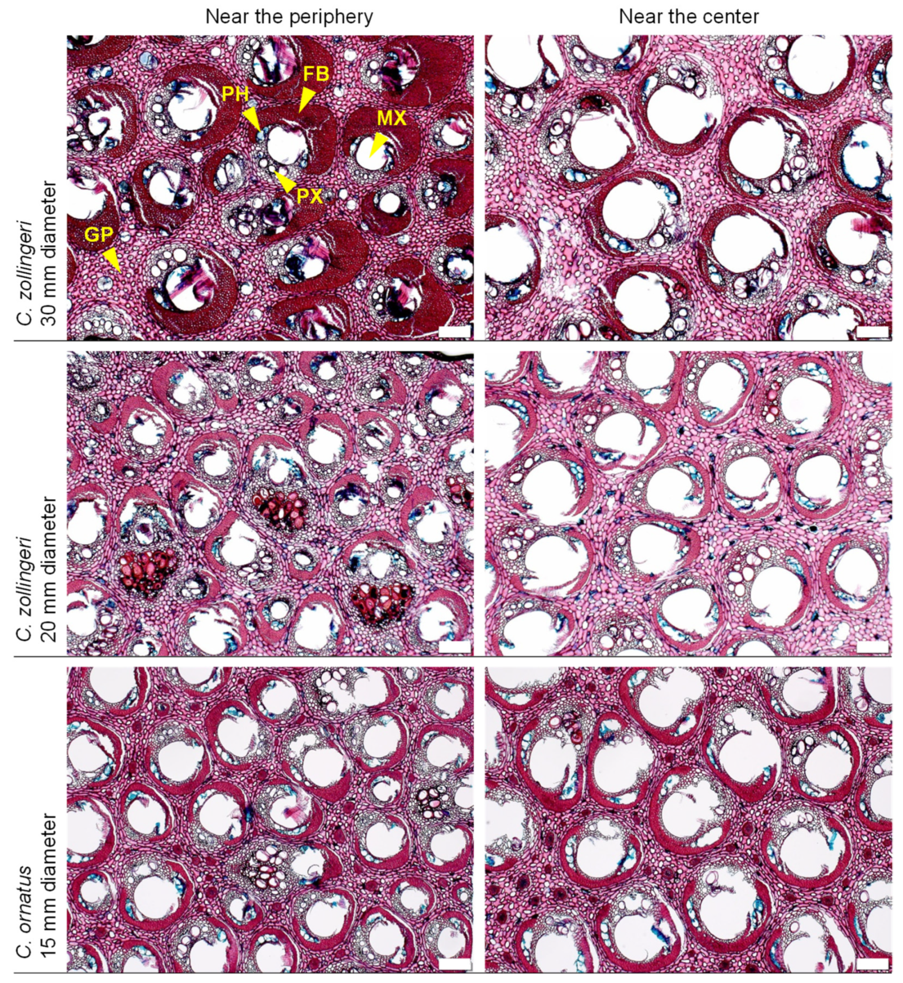 Forests 13 00132 g002 Forests 13 00132 g002