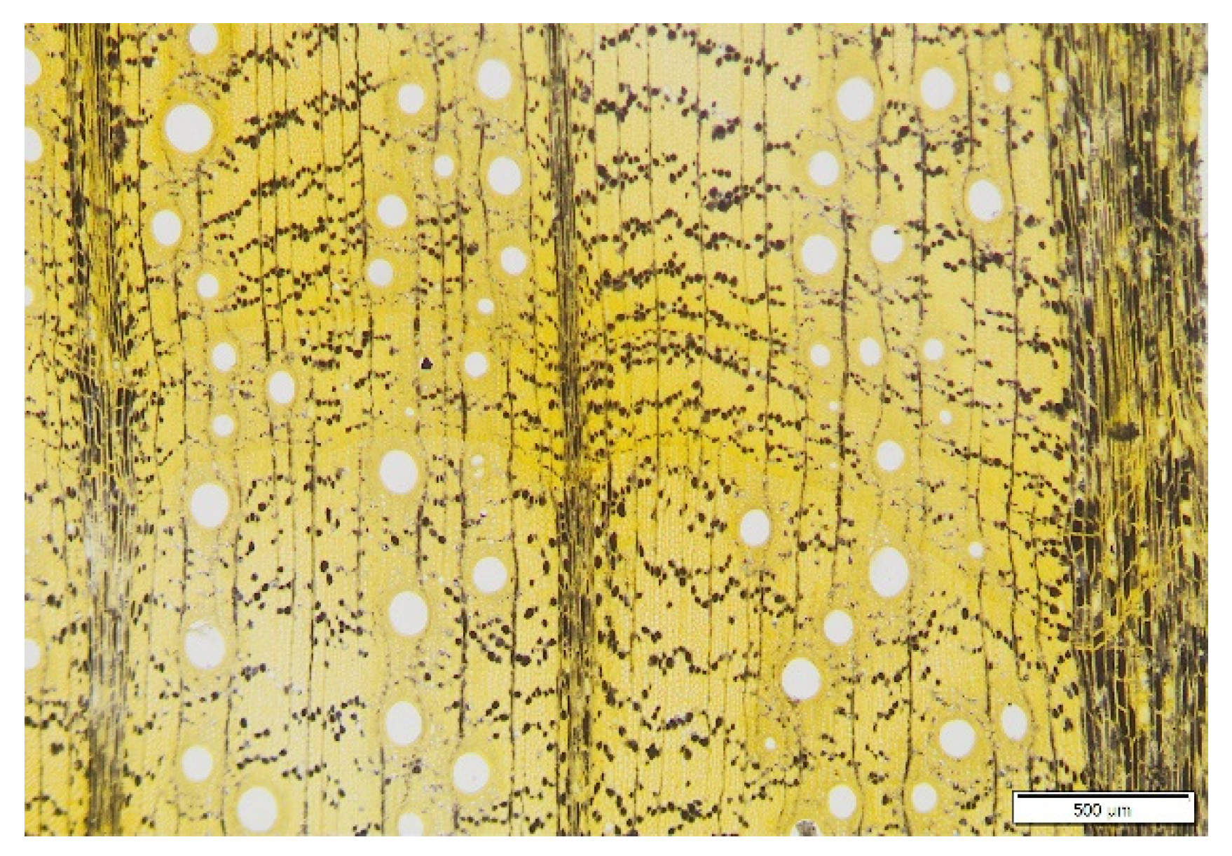 Forests 13 00169 g004 Forests 13 00169 g004