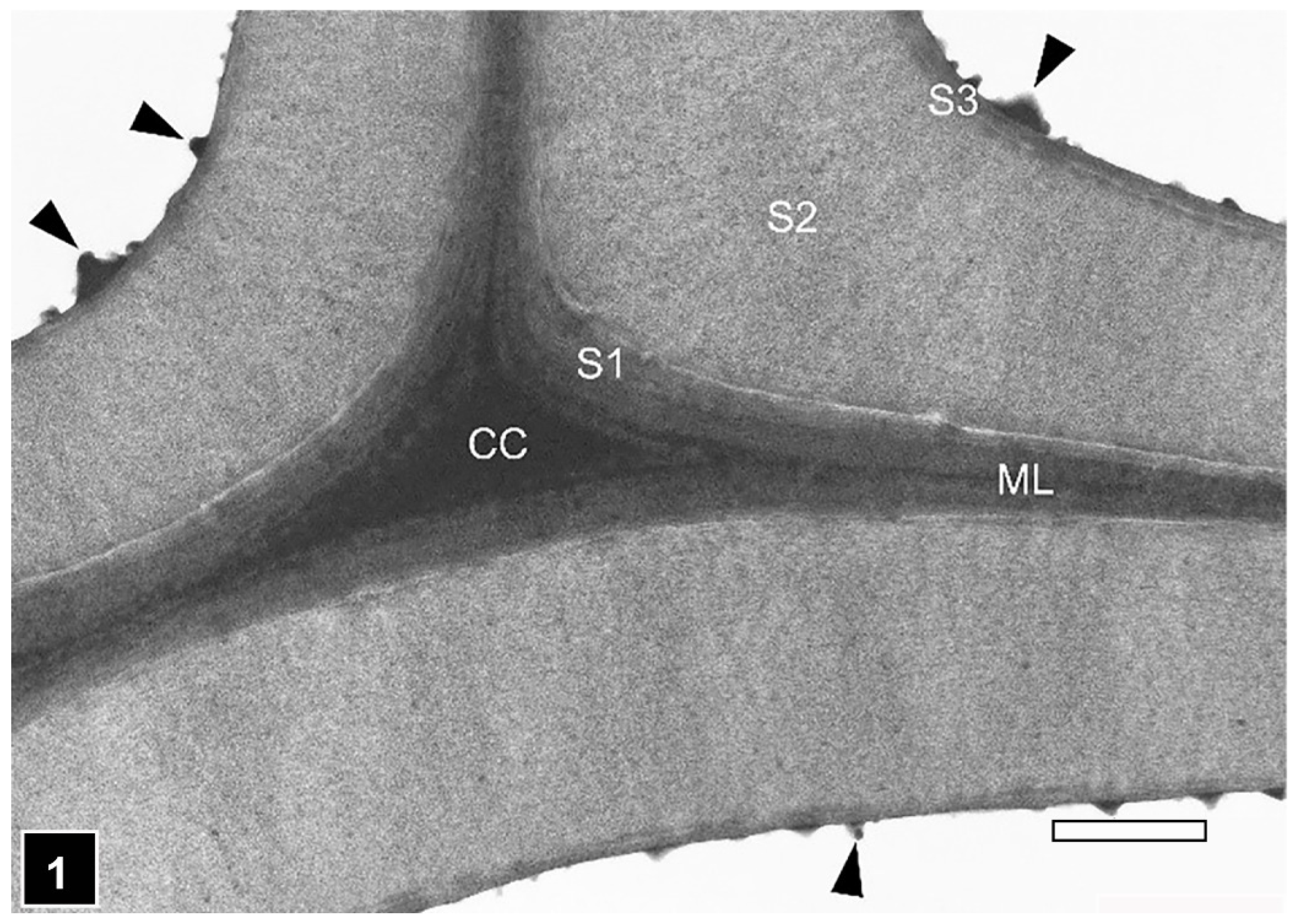 Forests 13 00394 g001 Forests 13 00394 g001
