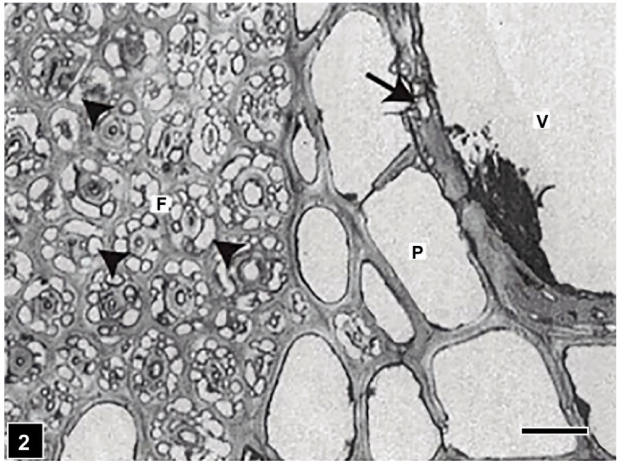 Forests 13 00394 g002 Forests 13 00394 g002
