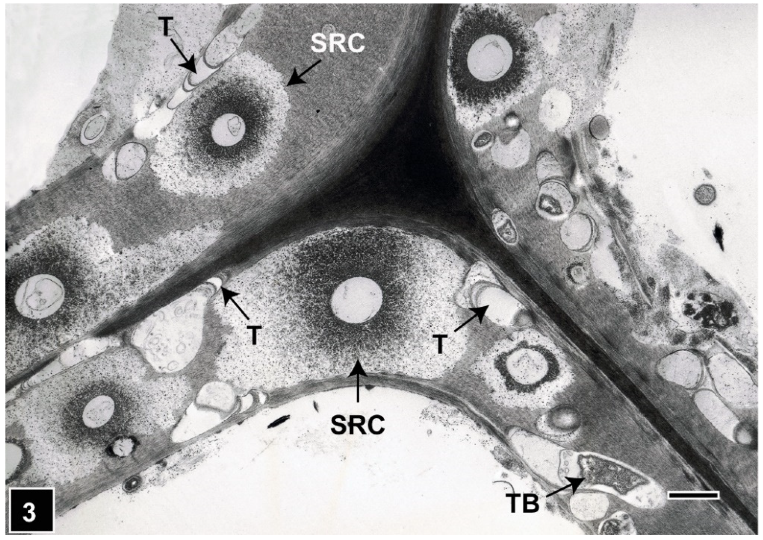 Forests 13 00394 g003 Forests 13 00394 g003