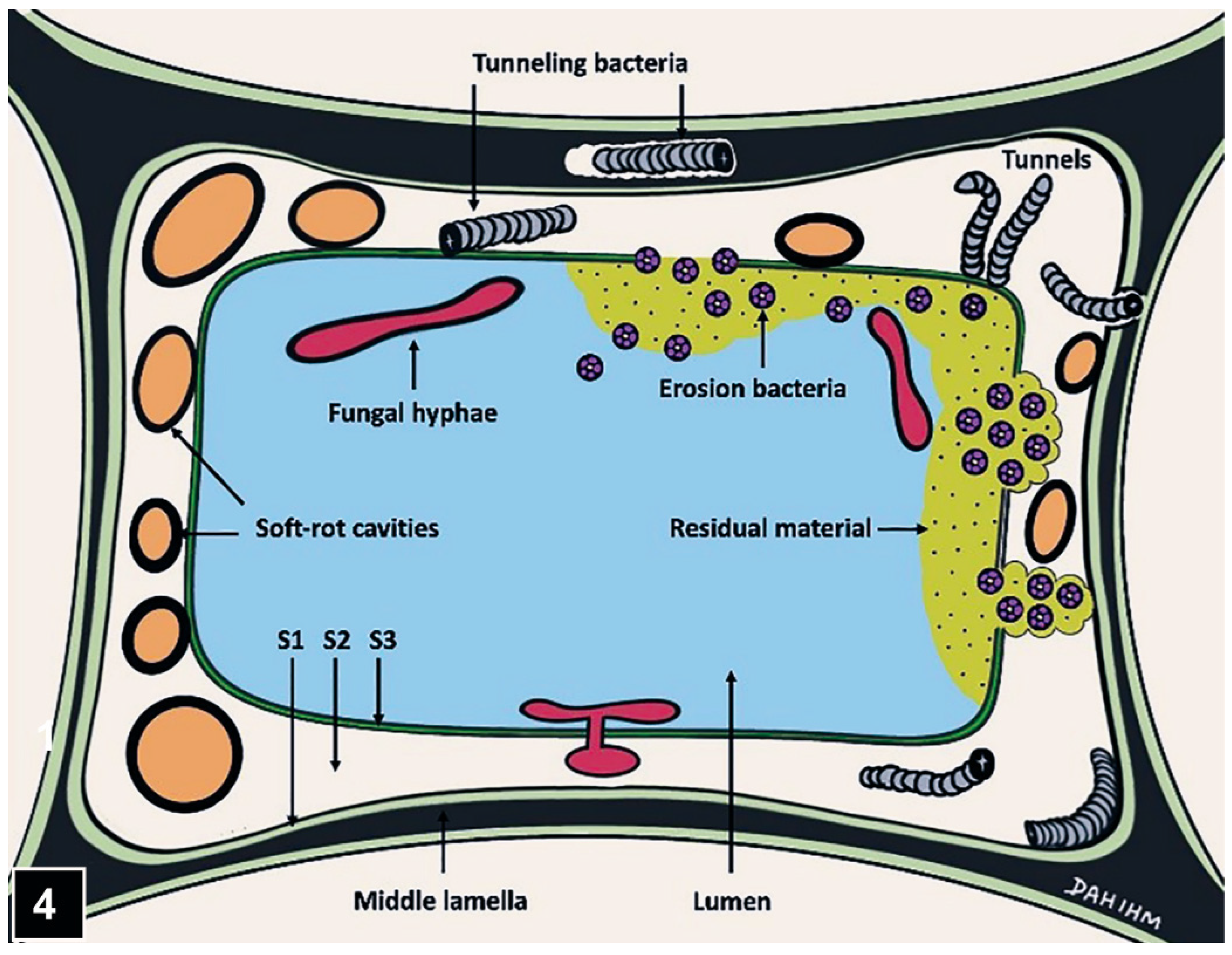 Forests 13 00394 g004 Forests 13 00394 g004
