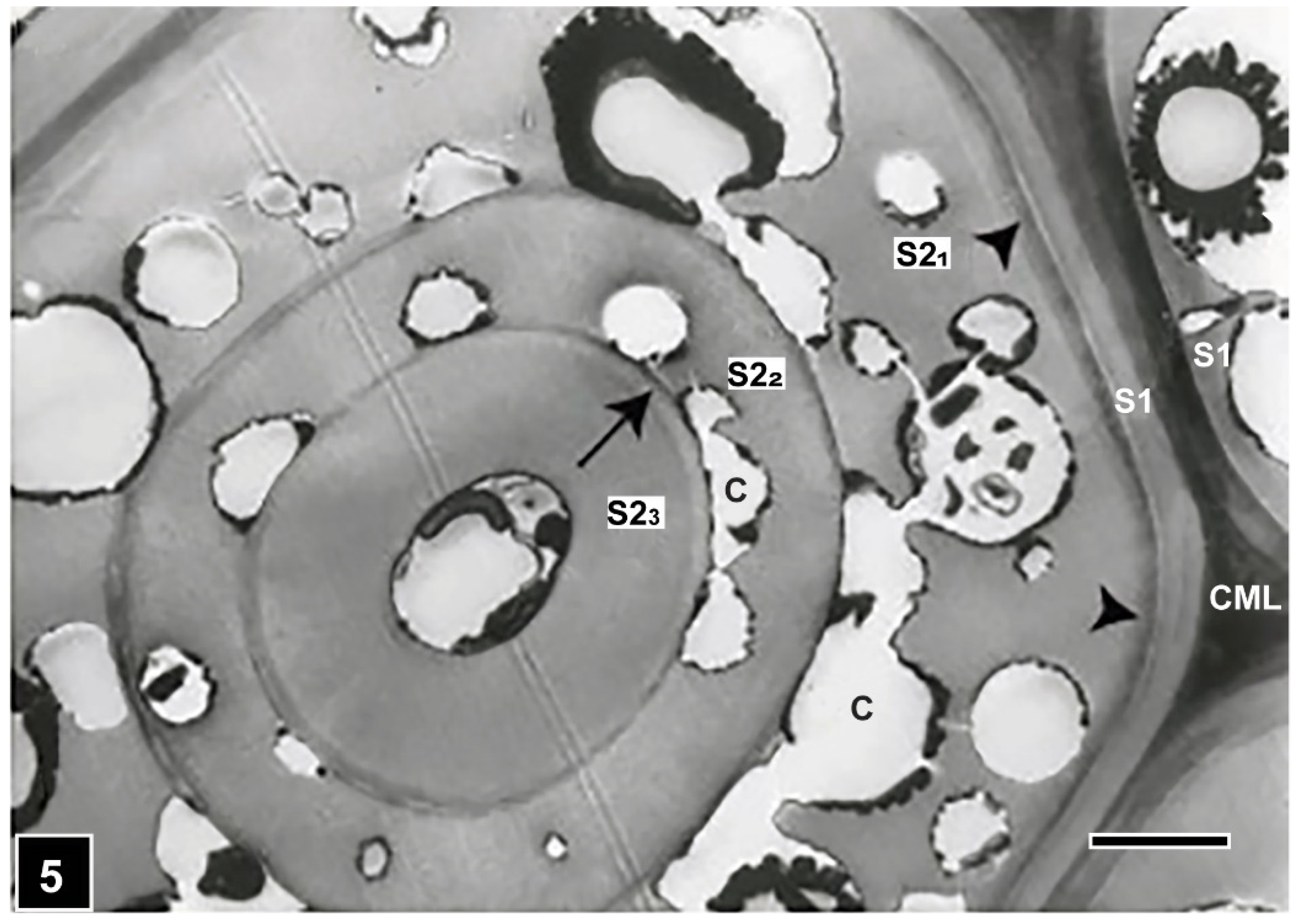 Forests 13 00394 g005 Forests 13 00394 g005