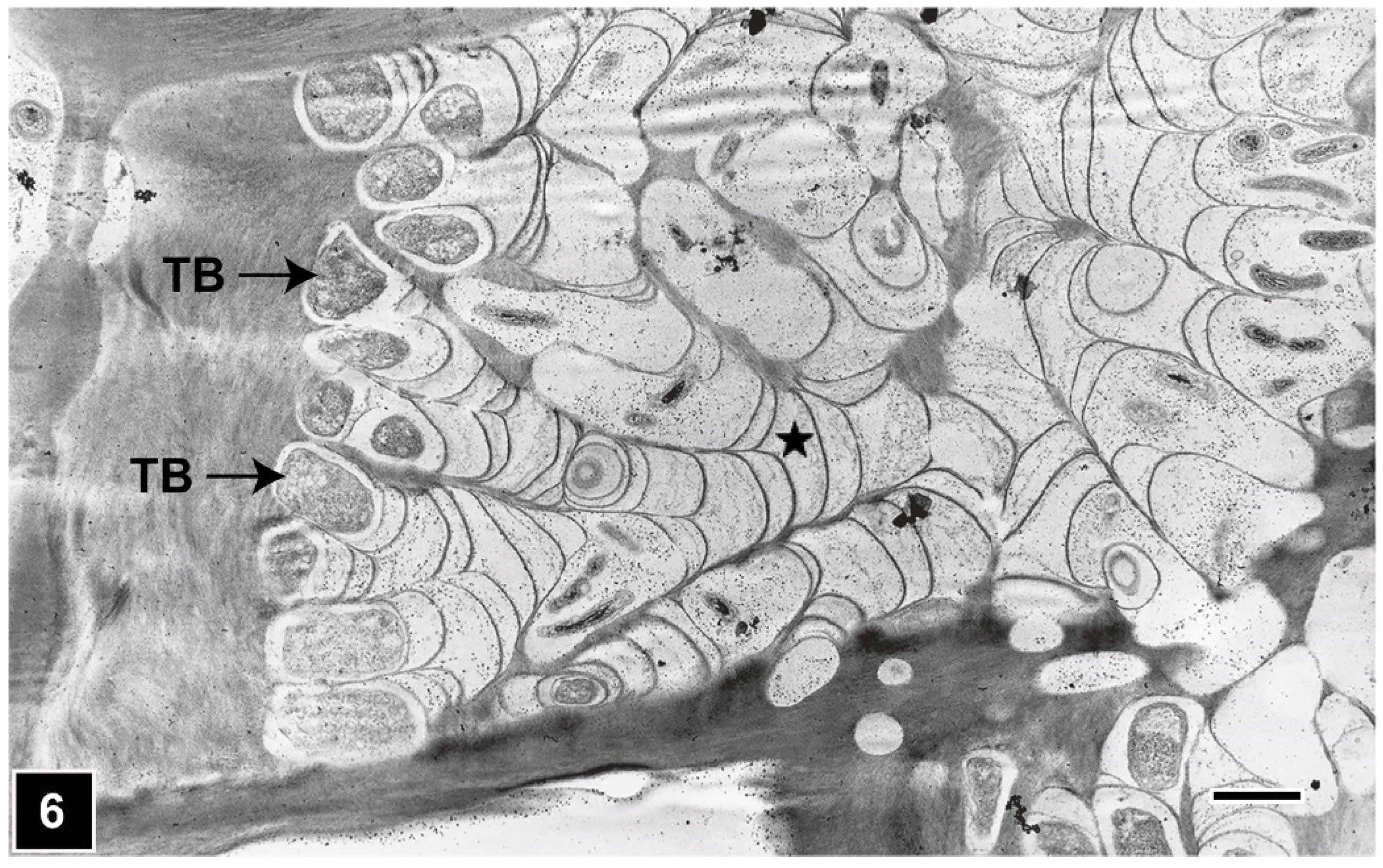 Forests 13 00394 g006 Forests 13 00394 g006