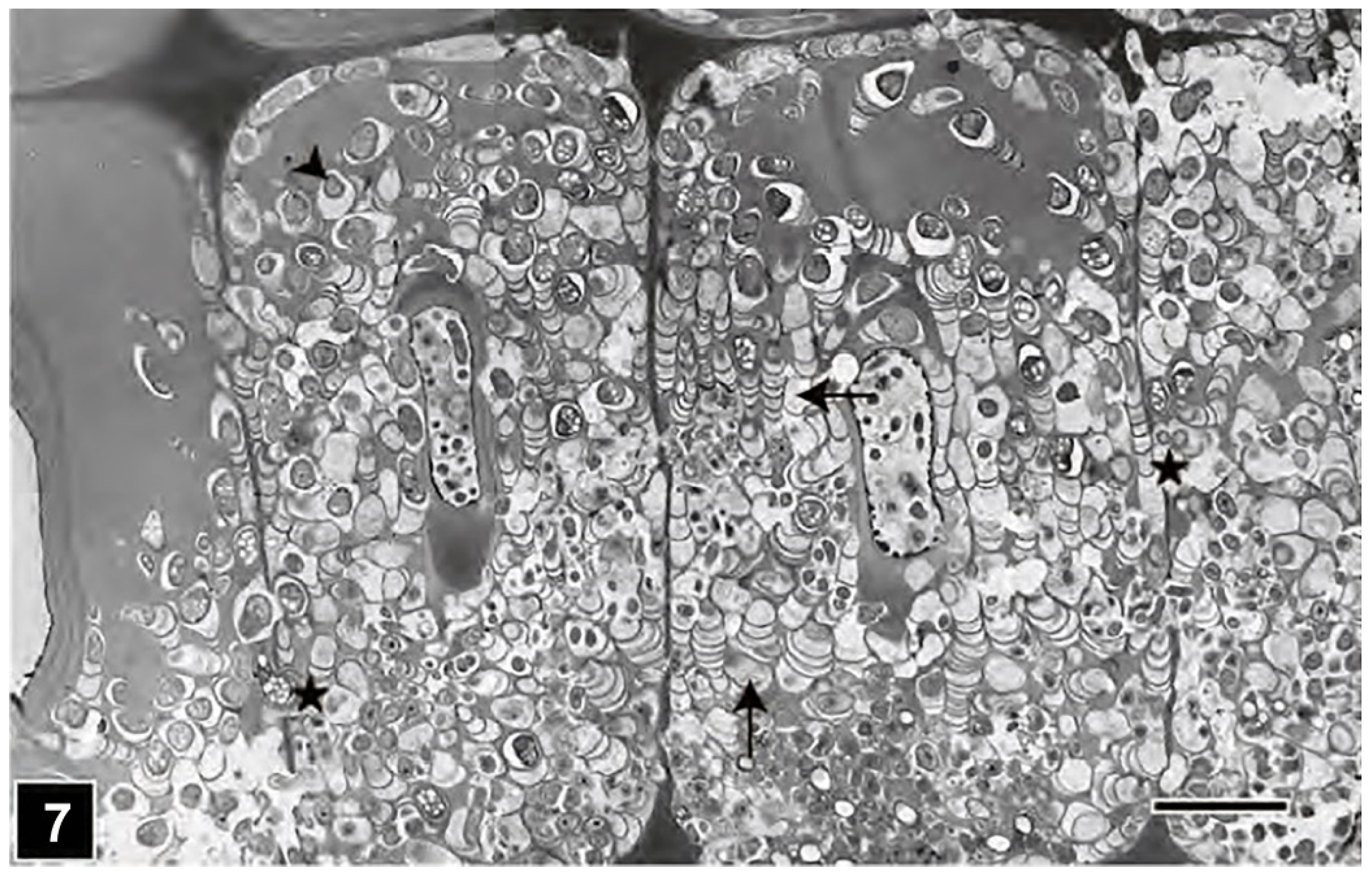 Forests 13 00394 g007 Forests 13 00394 g007