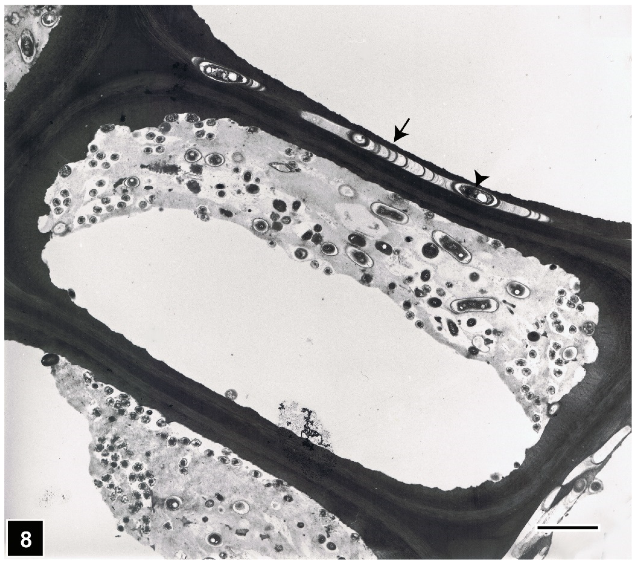 Forests 13 00394 g008 Forests 13 00394 g008