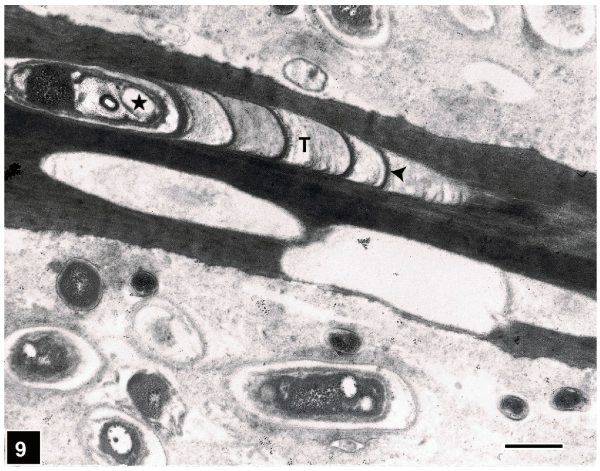 Forests 13 00394 g009 Forests 13 00394 g009