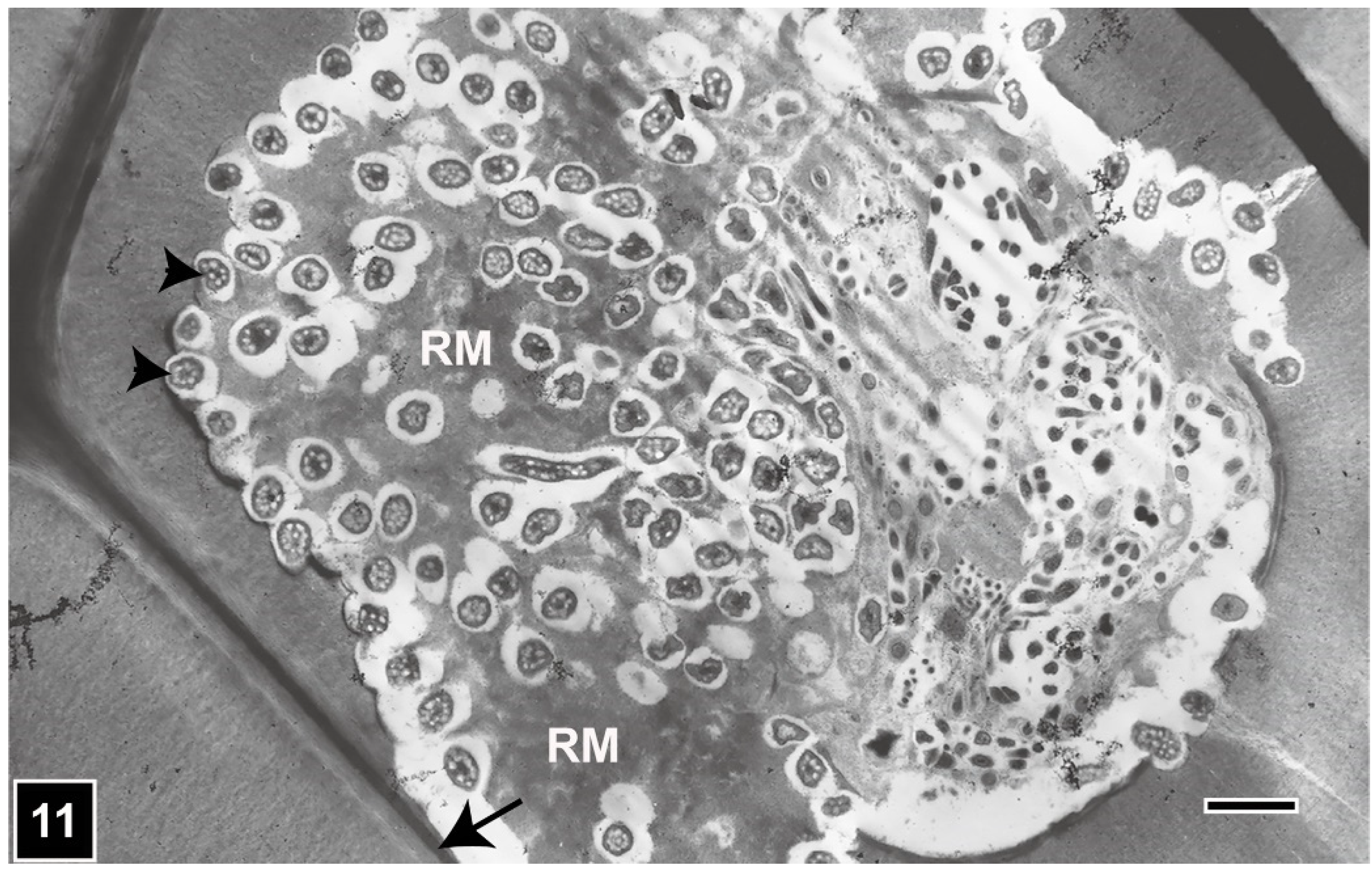 Forests 13 00394 g011 Forests 13 00394 g011
