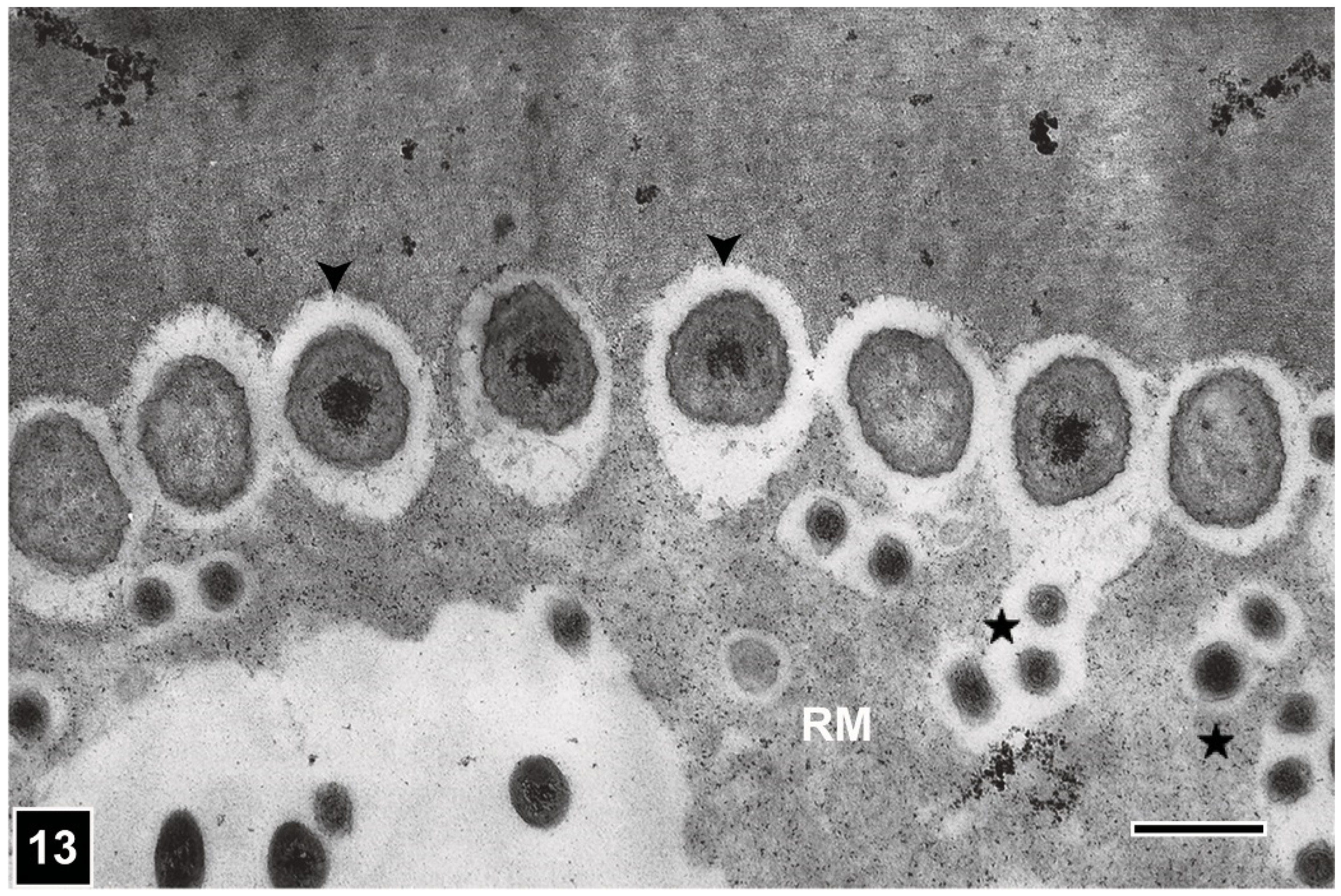 Forests 13 00394 g013 Forests 13 00394 g013