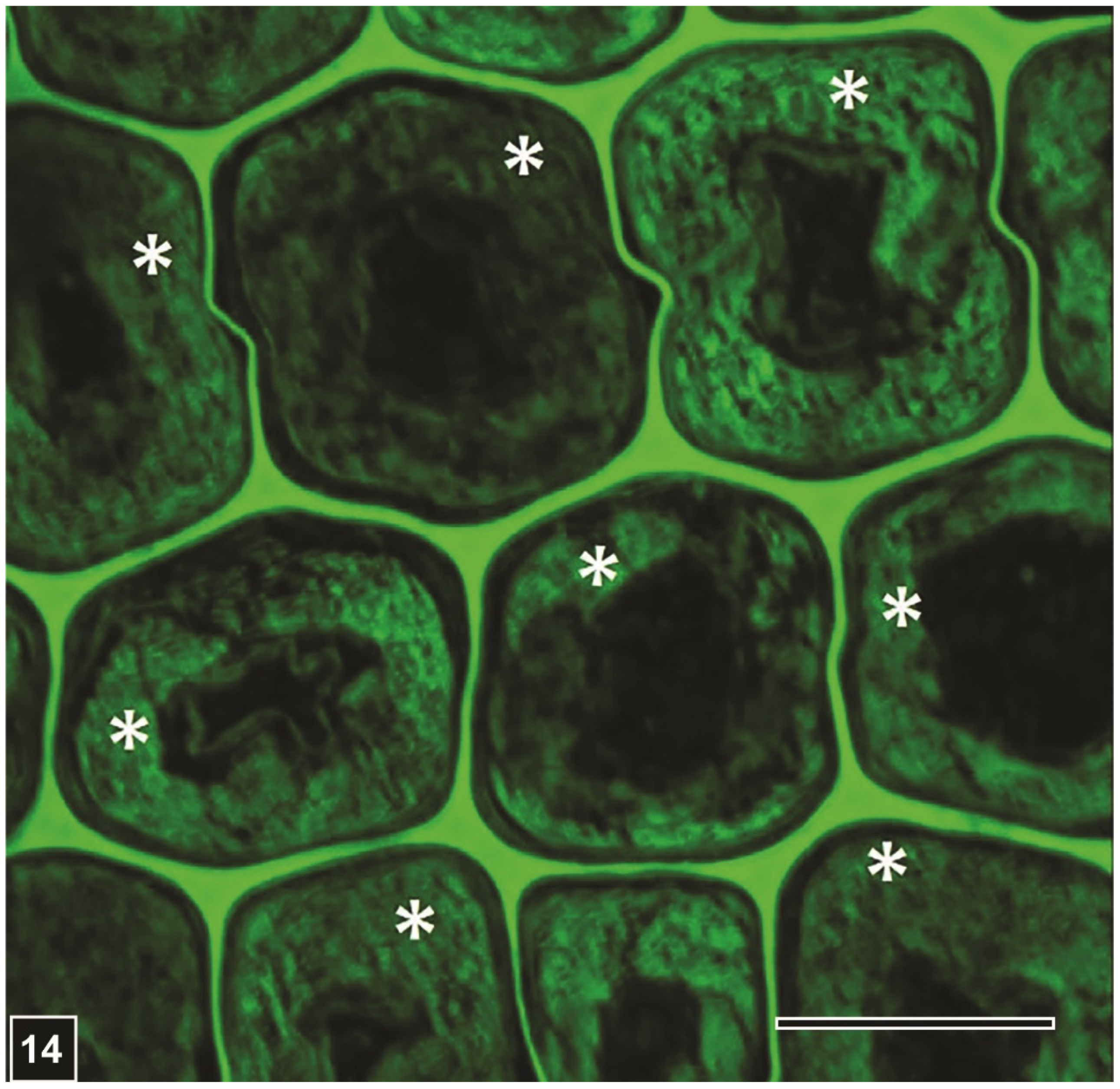 Forests 13 00394 g014 Forests 13 00394 g014