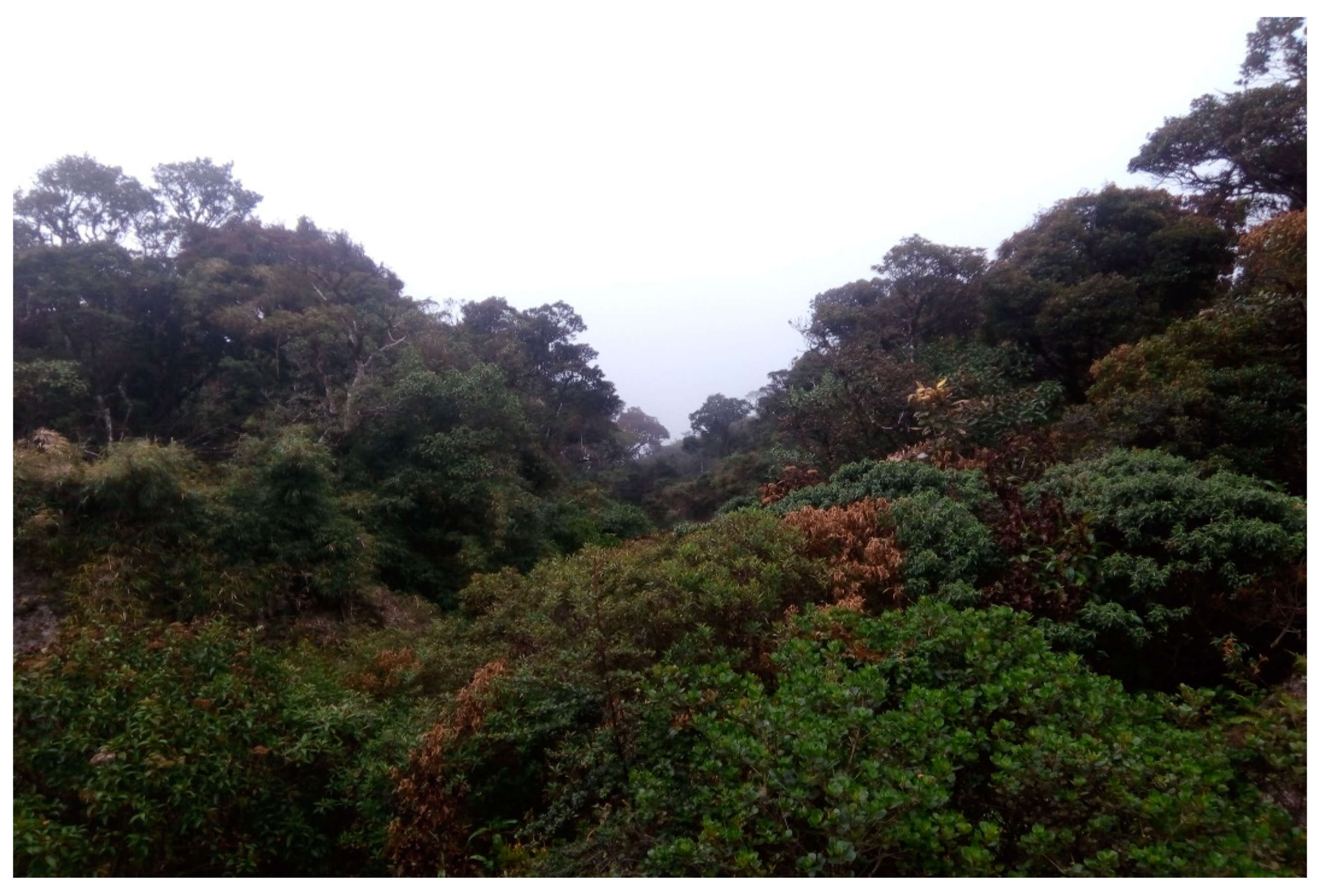 Forests 13 00436 g007