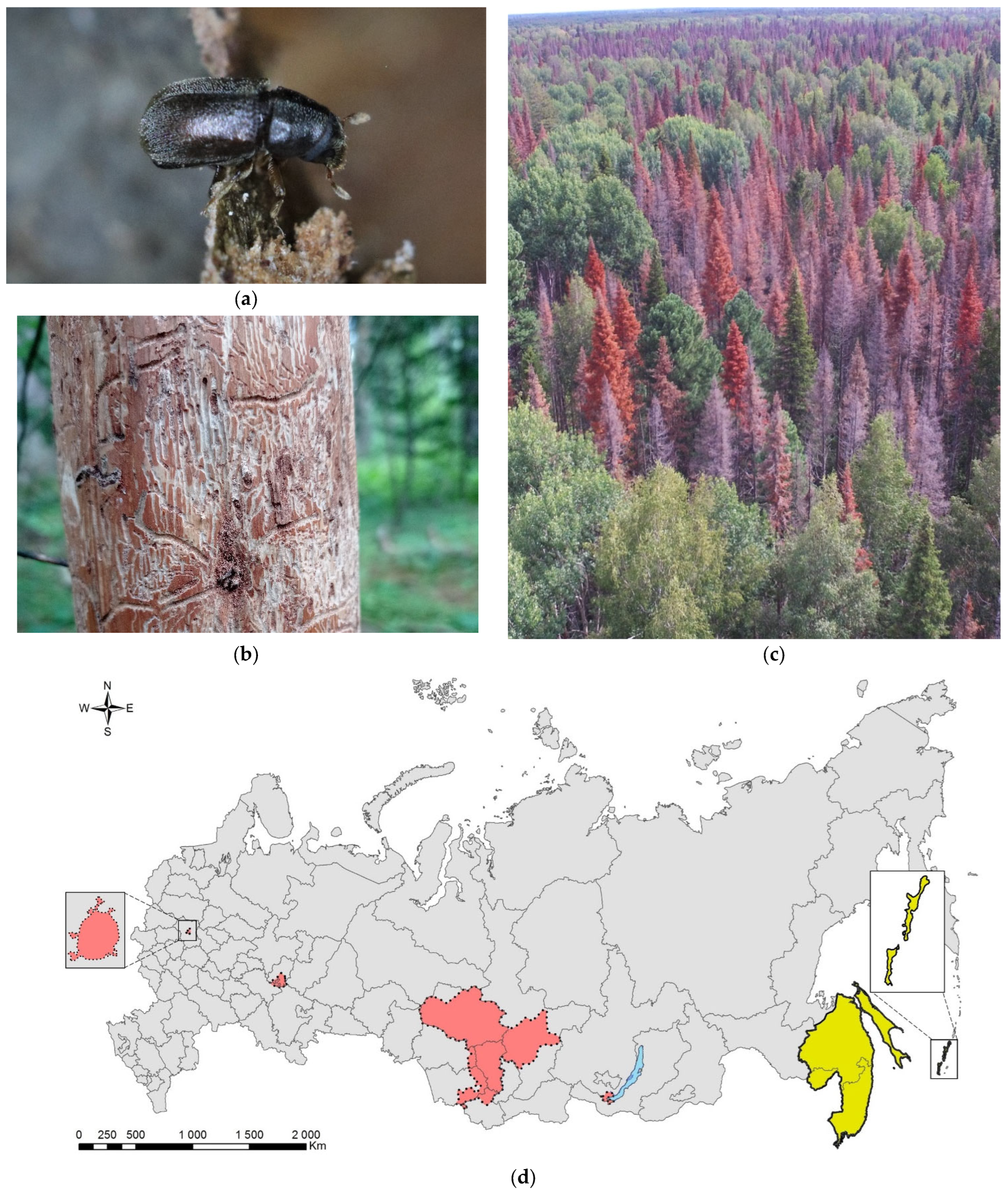 Forests | Free Full-Text | Invasive Insect Pests of Forests and Urban Trees  in Russia: Origin, Pathways, Damage, and Management | HTML