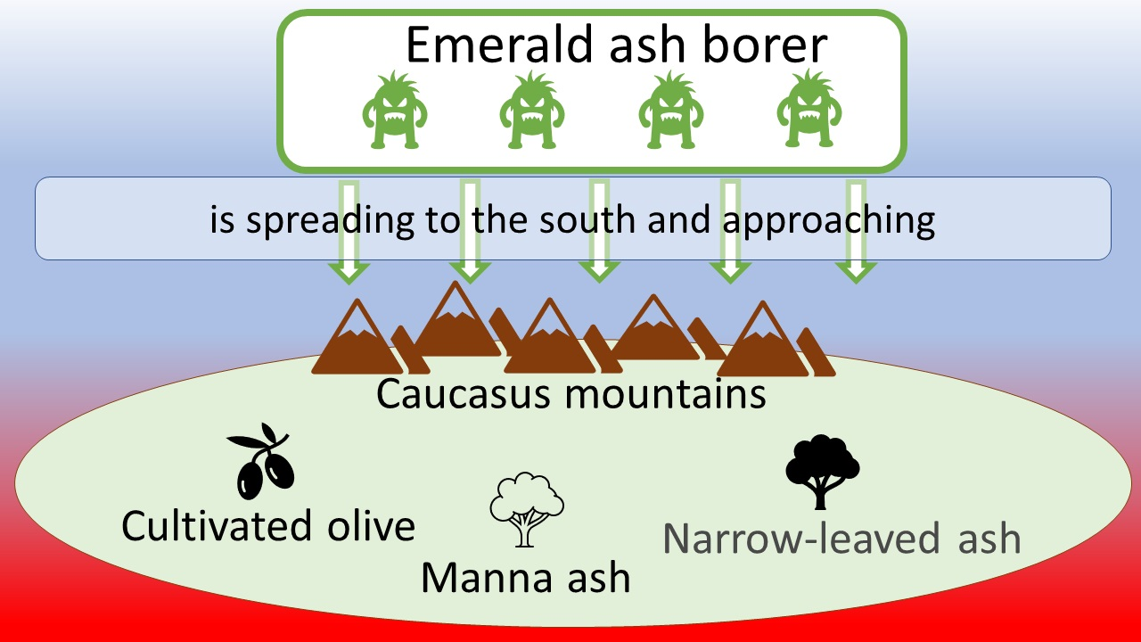 Forests | Free Full-Text | Southern Range Expansion of the Emerald Ash  Borer, Agrilus planipennis, in Russia Threatens Ash and Olive Trees in the  Middle East and Southern Europe
