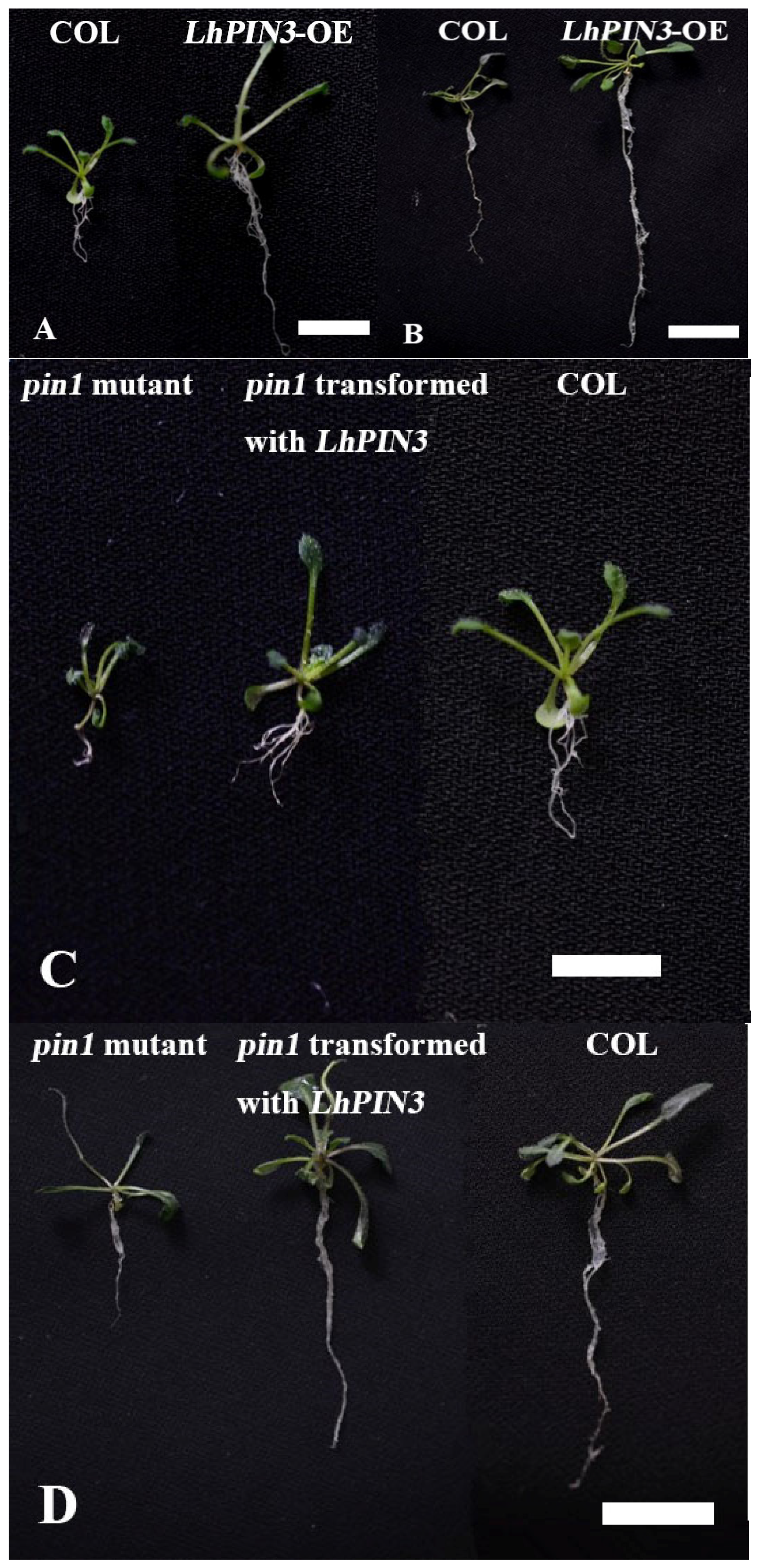Forests 13 00568 g003