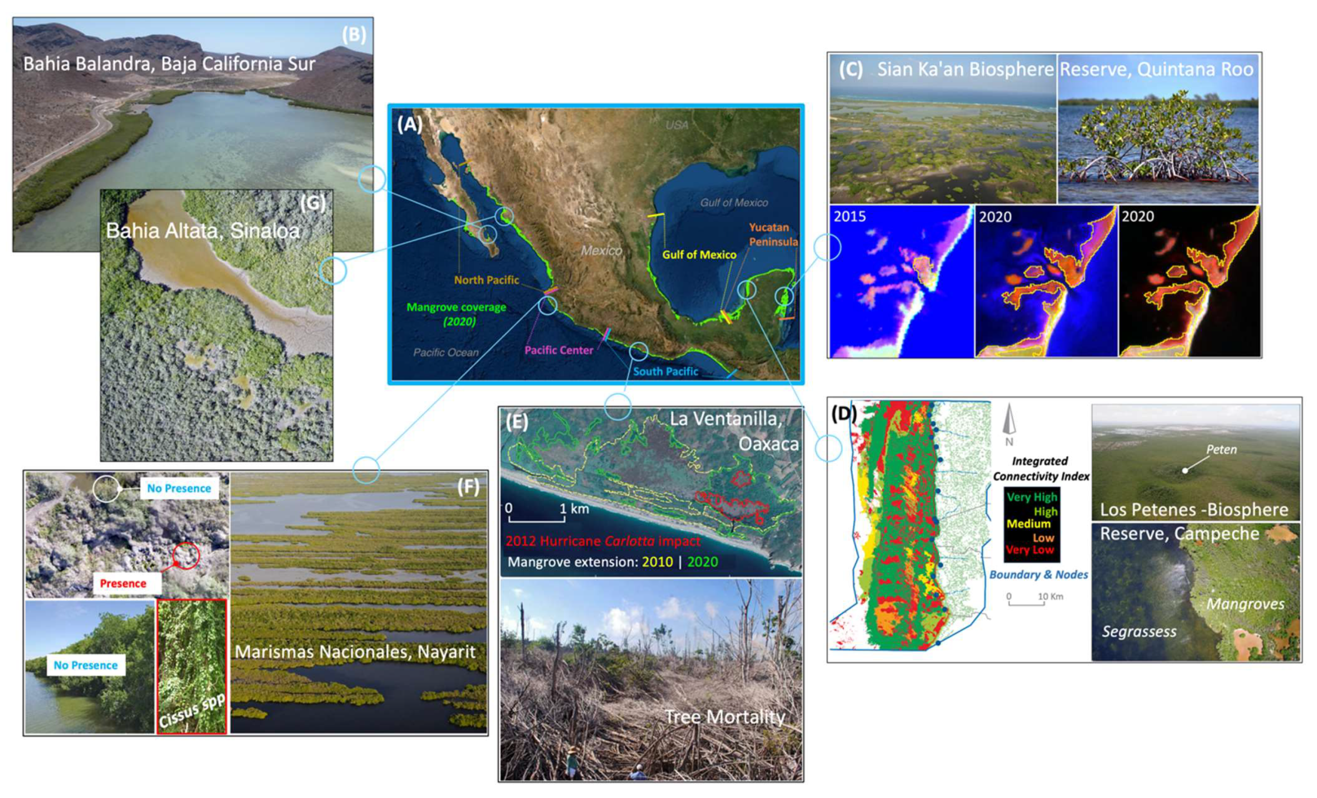 Forests 13 00621 g007 Forests 13 00621 g007