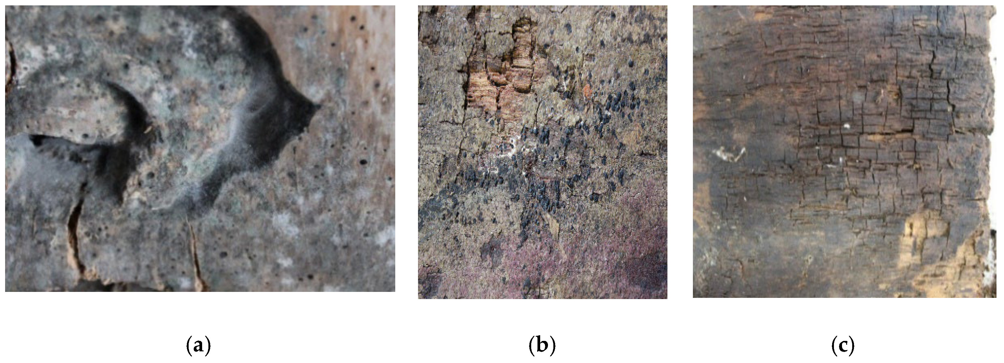 Forests 13 00801 g002