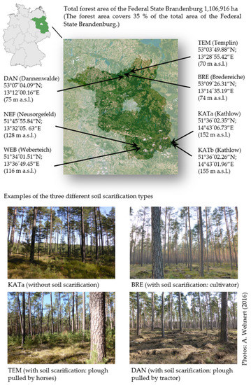 PDF) Classification of multilayered forest development classes
