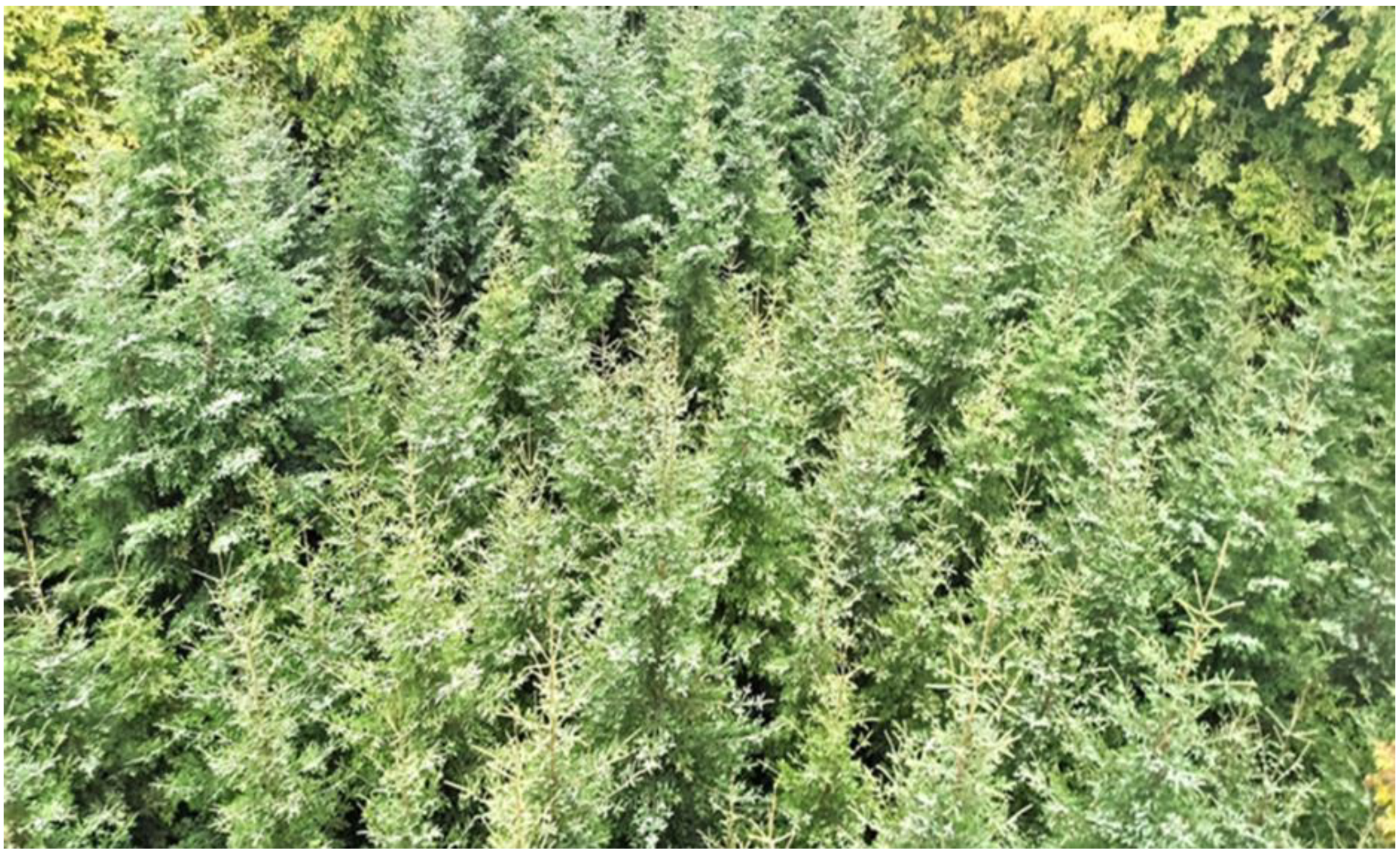 Forests 13 00831 g002 Forests 13 00831 g002