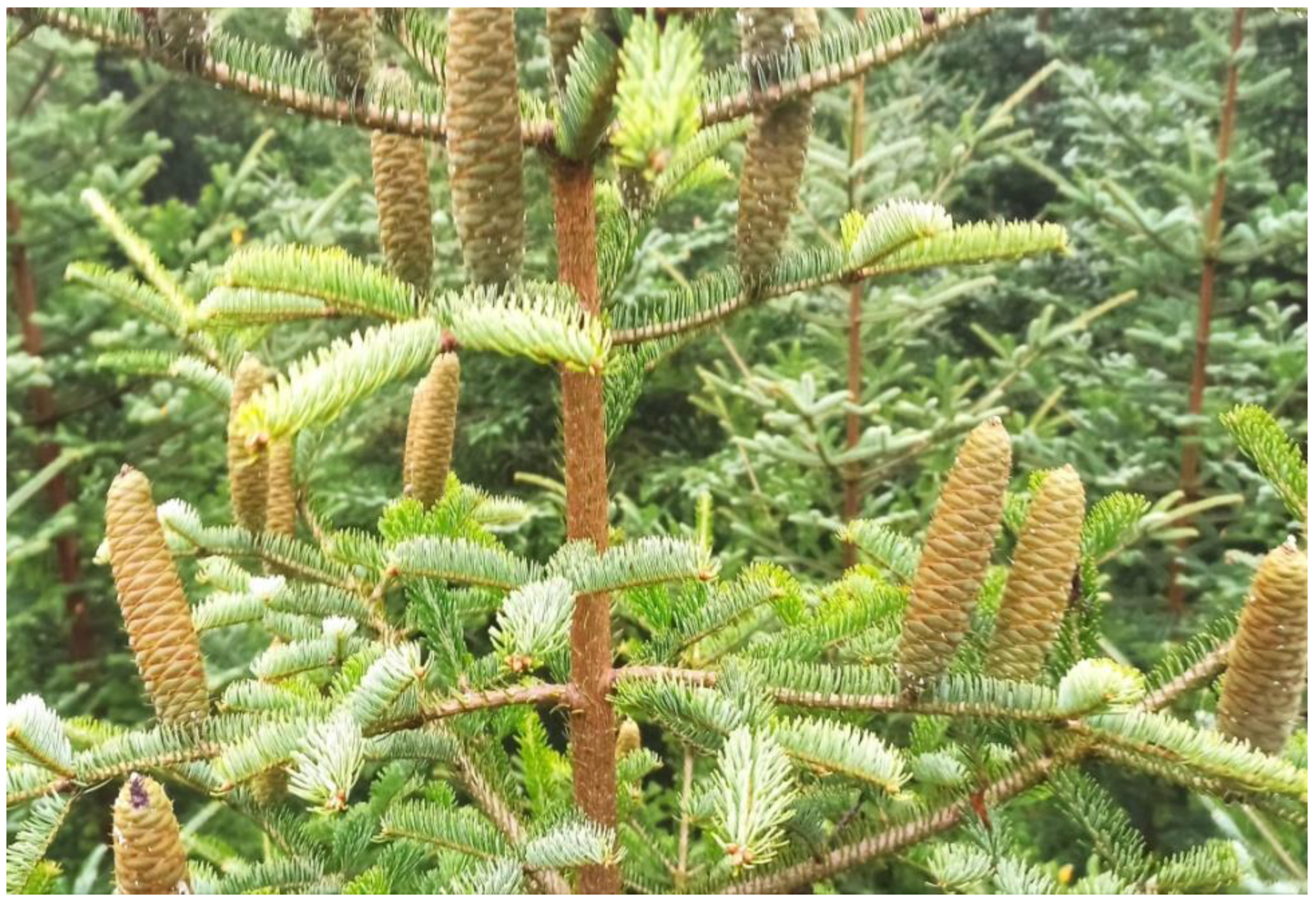 Forests 13 00831 g003 Forests 13 00831 g003