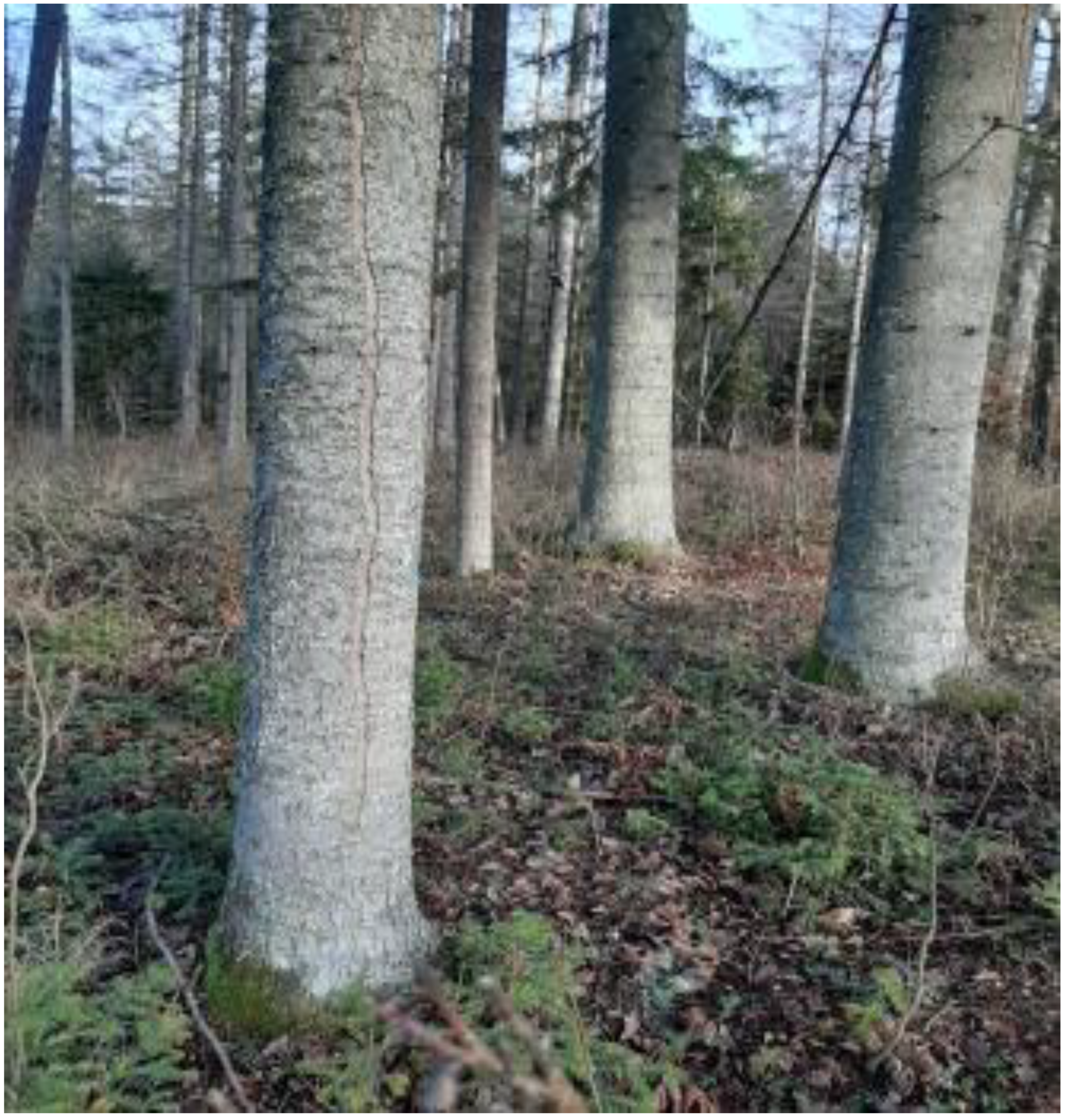 Forests 13 00831 g011 Forests 13 00831 g011