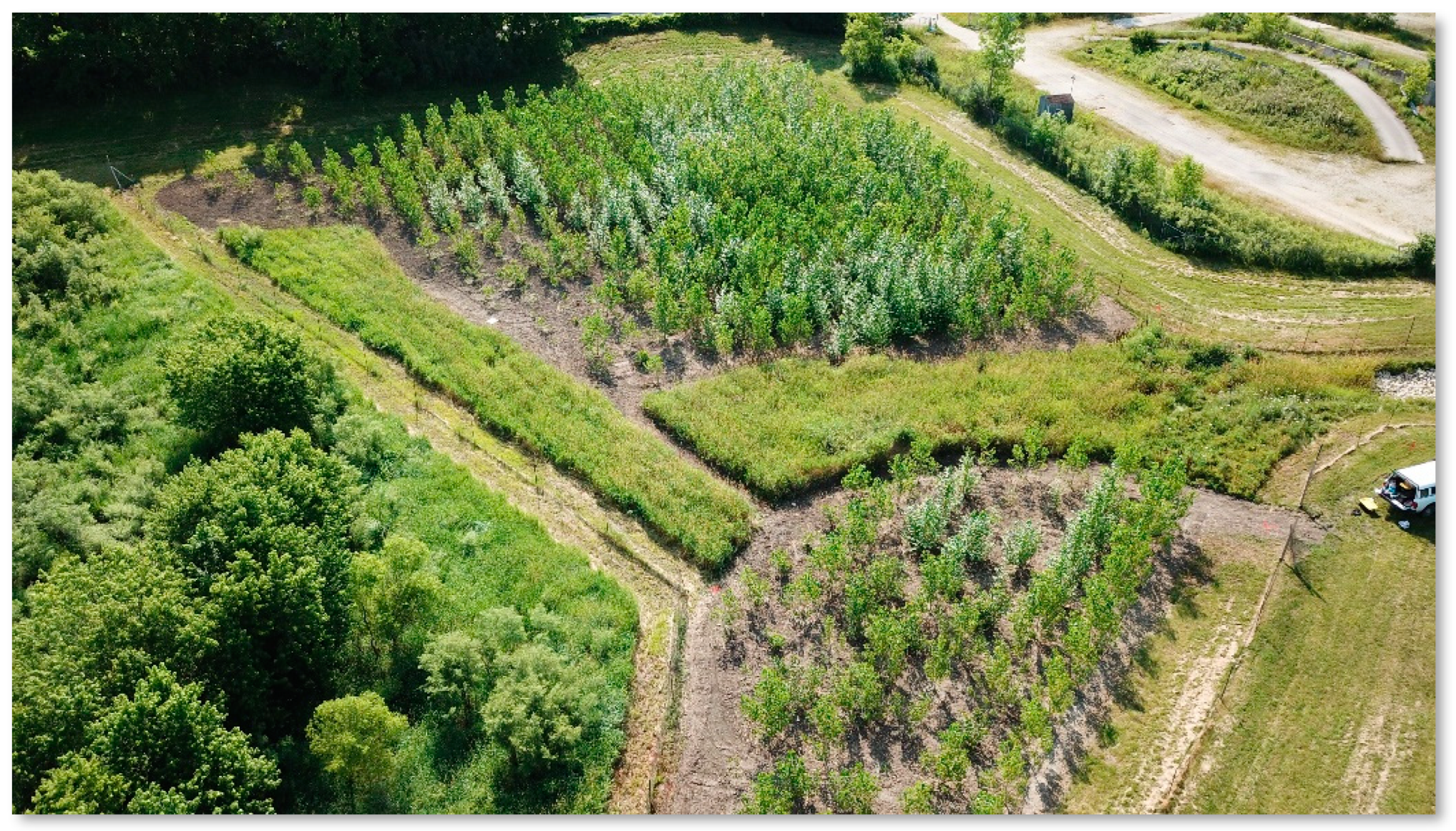Forests | Free Full-Text | Growth and Development of Short-Rotation Woody  Crops for Rural and Urban Applications