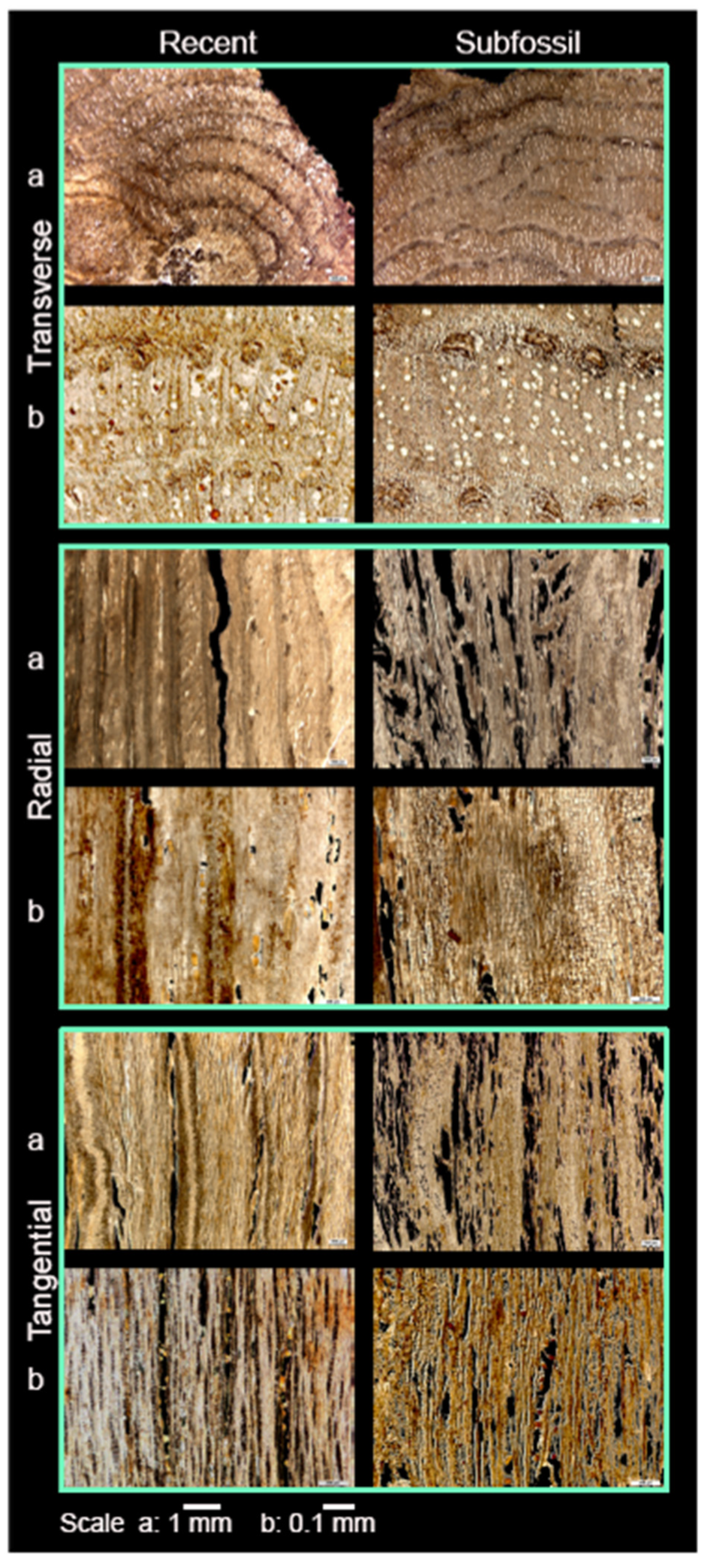 Forests 13 00922 g004