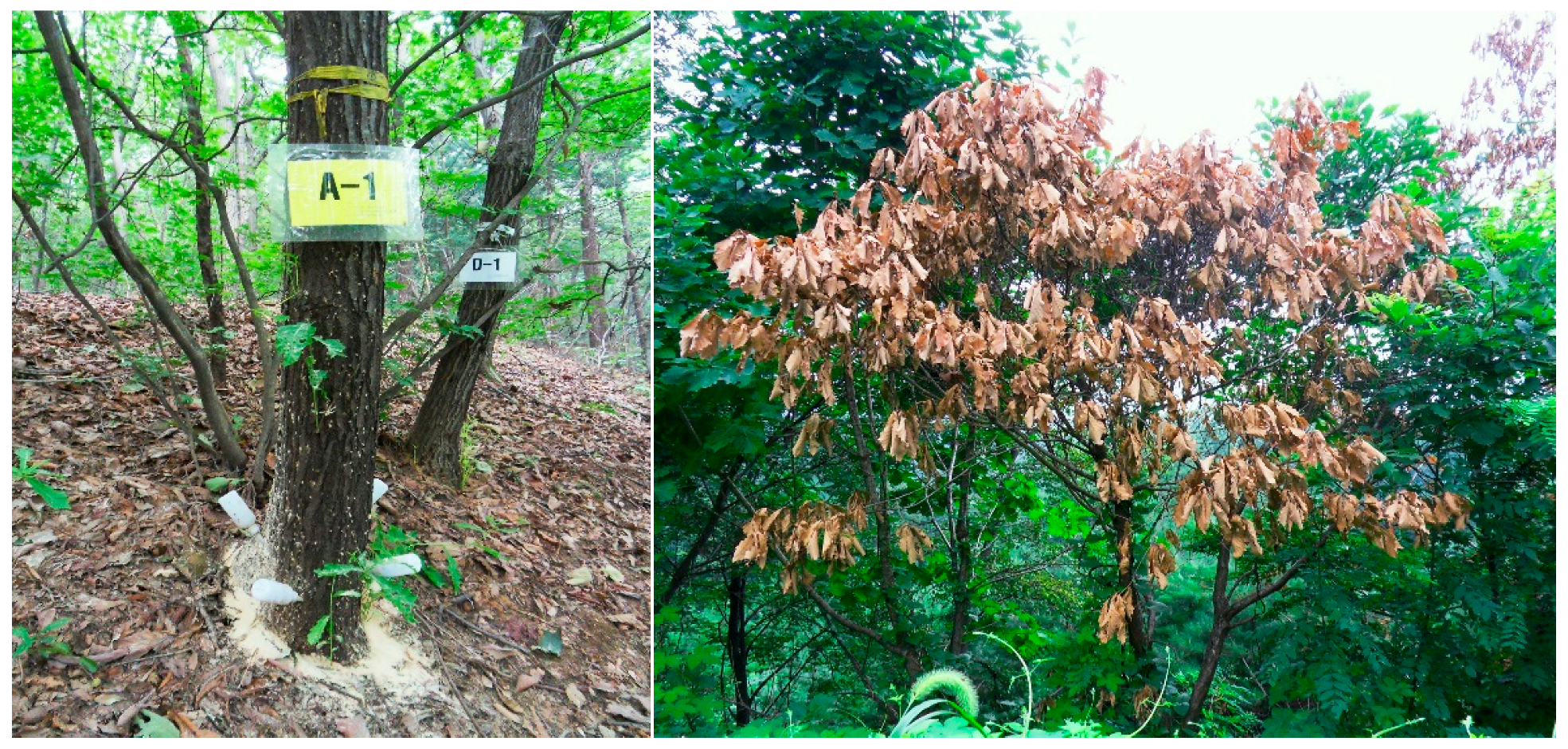 Forests 13 00964 g003 Forests 13 00964 g003