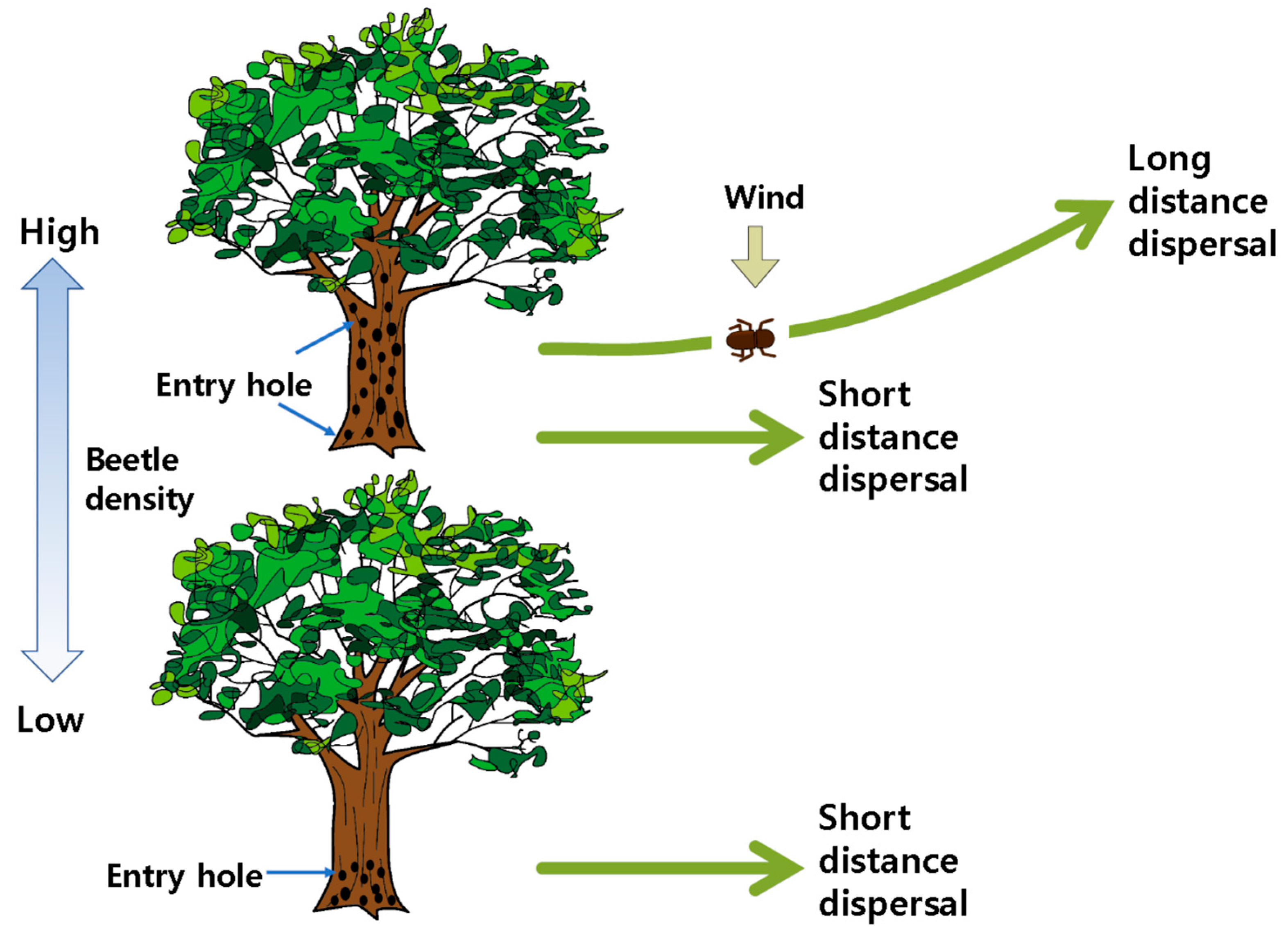 Forests 13 00964 g005 Forests 13 00964 g005