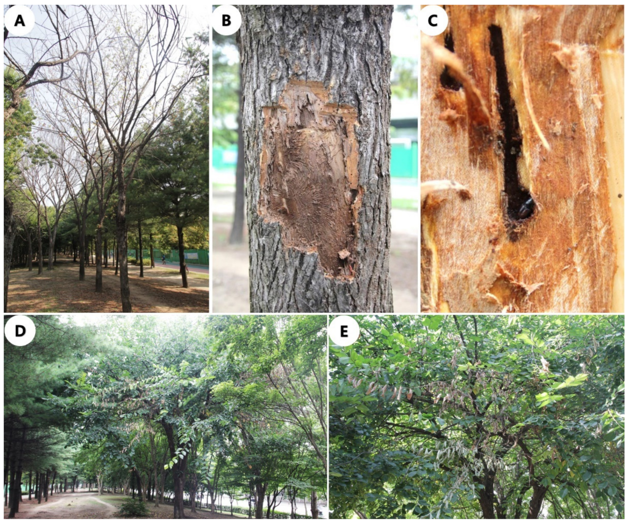 Forests 13 00968 g001