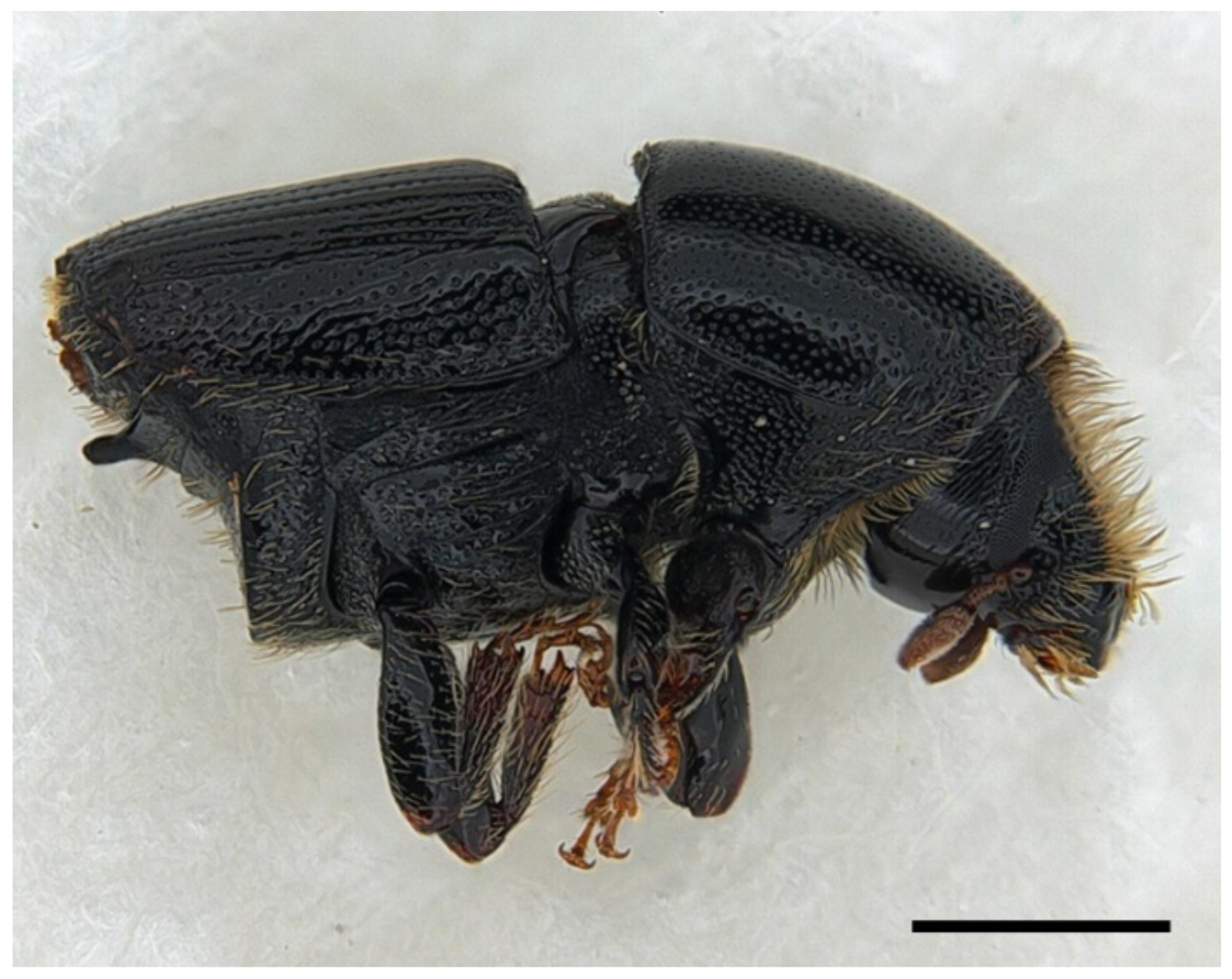 Forests 13 00968 g002