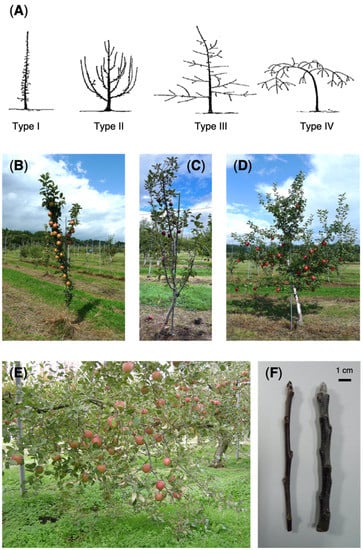 13 of the Best Dwarf Apple Tree Varieties