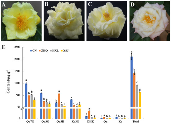 Forests | Free Full-Text | Comparative Transcriptome and Pigment Analyses  Reveal Changes in Gene Expression Associated with Flavonol Metabolism in  Yellow Camellia