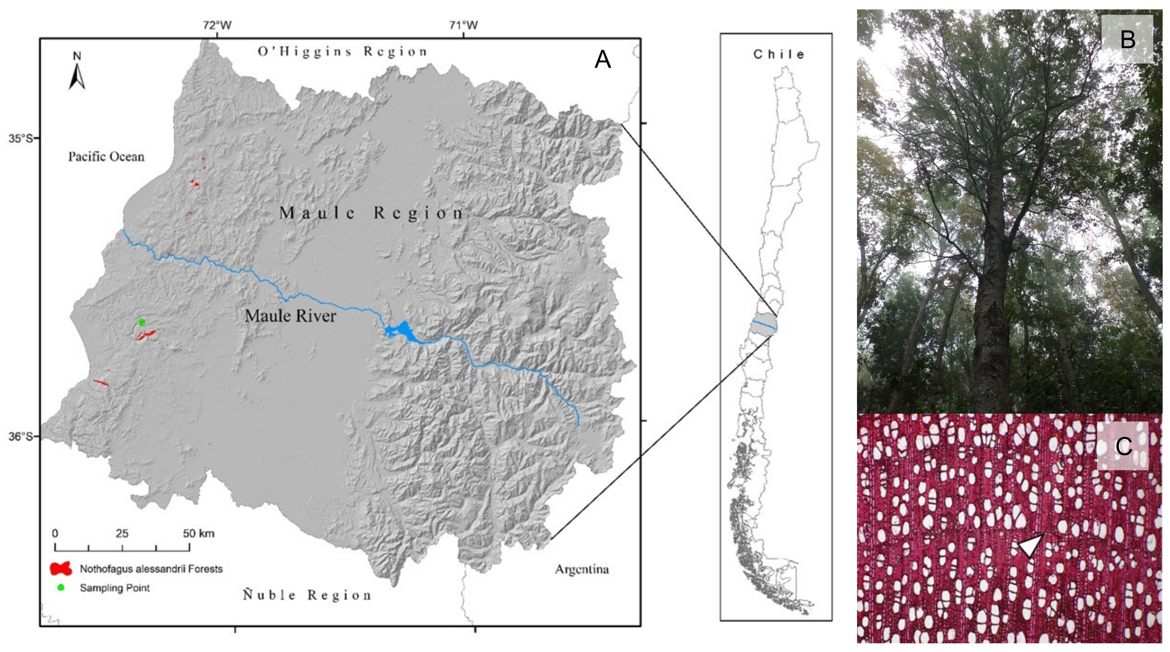 Forests | Free Full-Text | Reduced Rainfall Variability Reduces Growth of  Nothofagus alessandrii Espinosa (Nothofagaceae) in the Maule Region, Chile