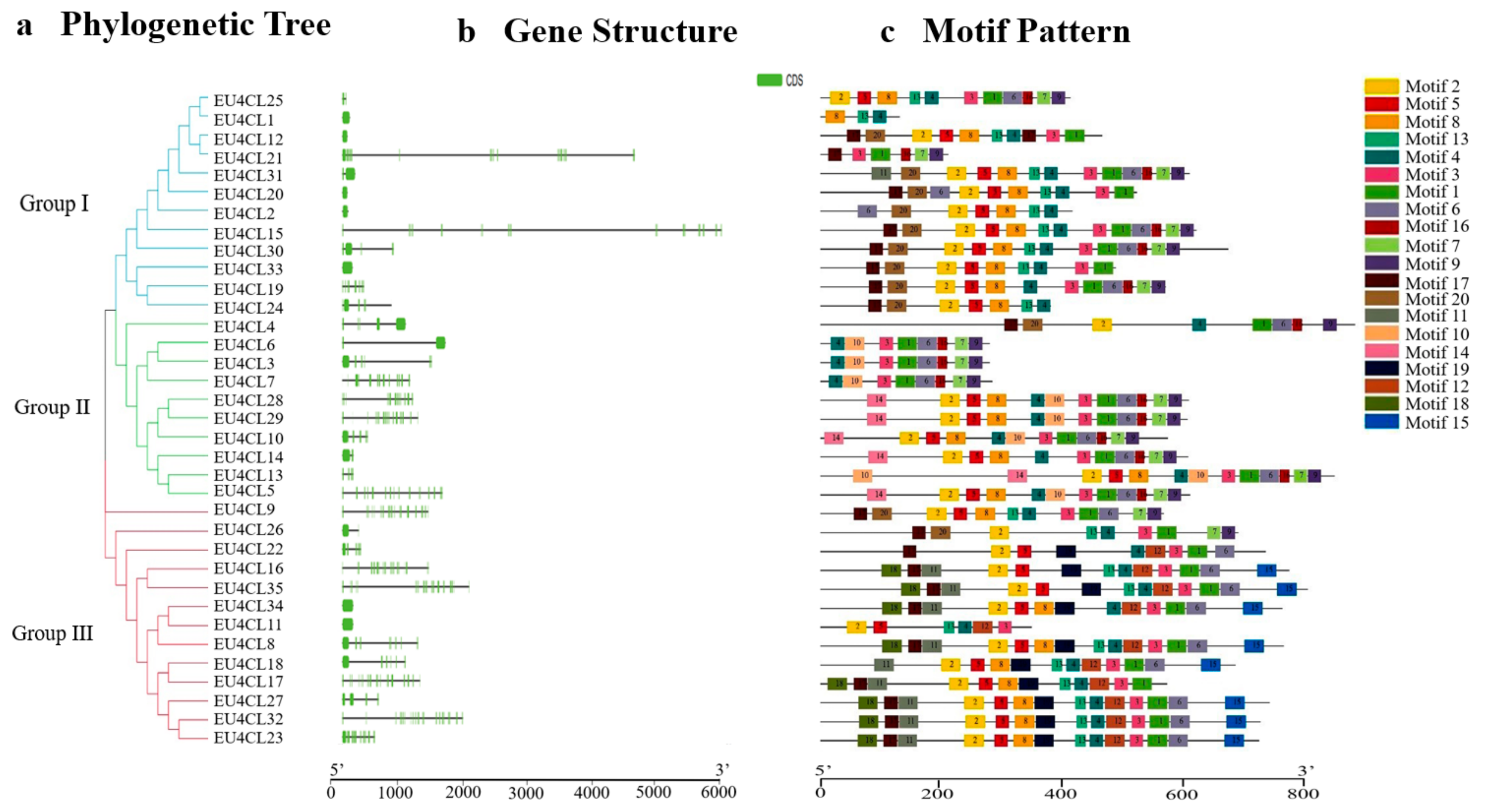 Forests | Free Full-Text | Genome-Wide Identification And Expression ...