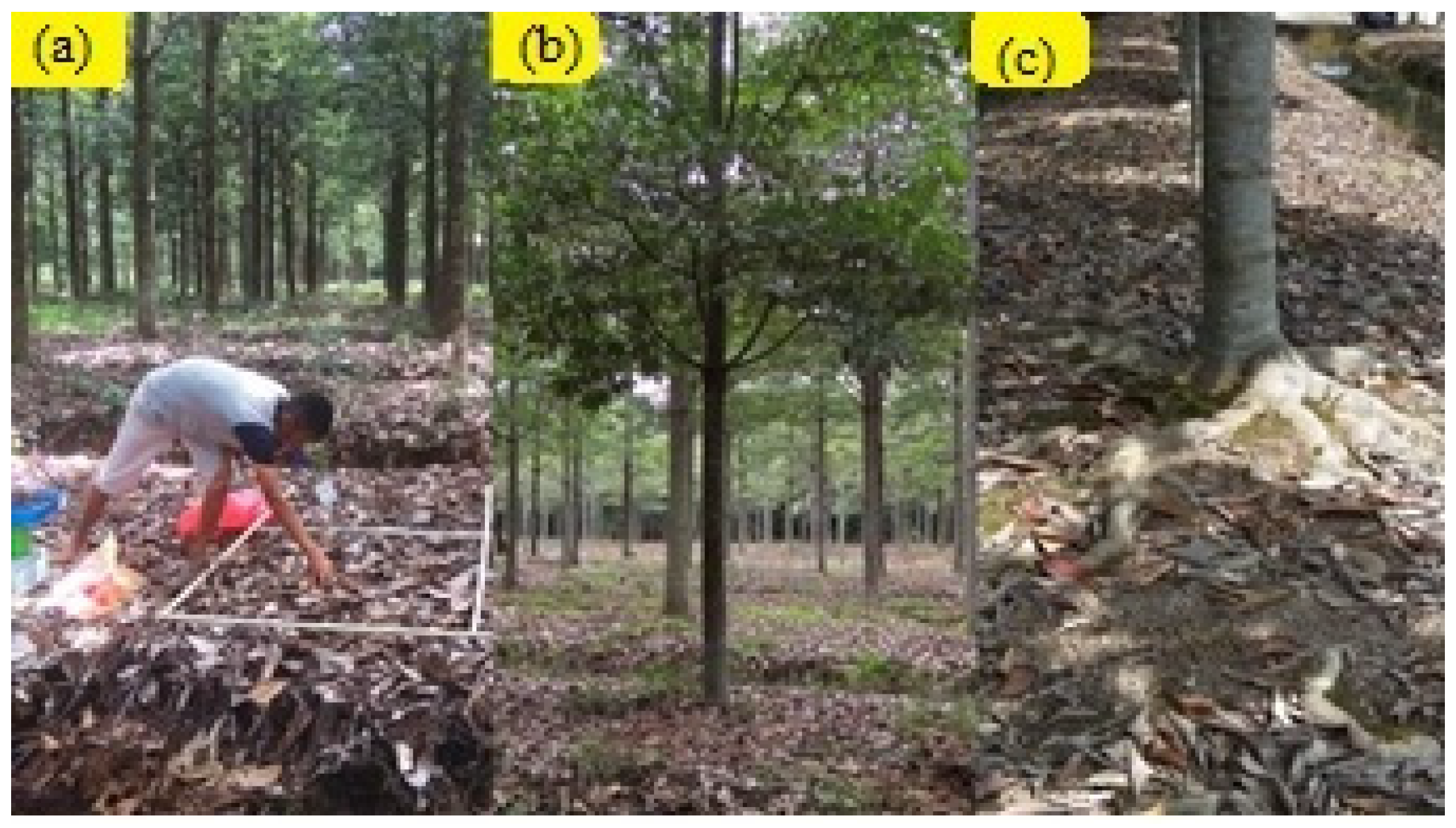 Forests 13 01297 g006