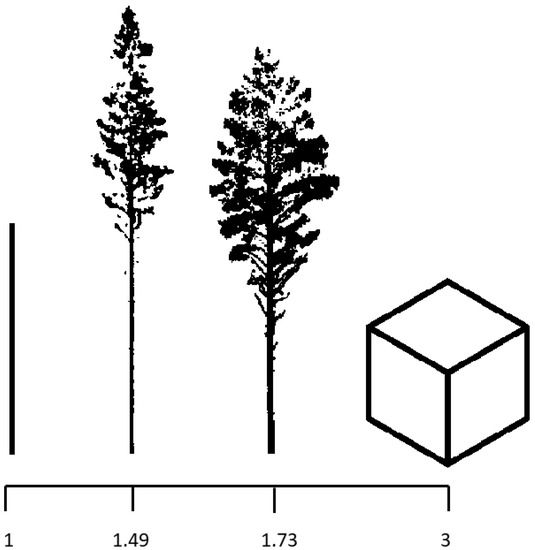 Pine Branch  anderson + grant