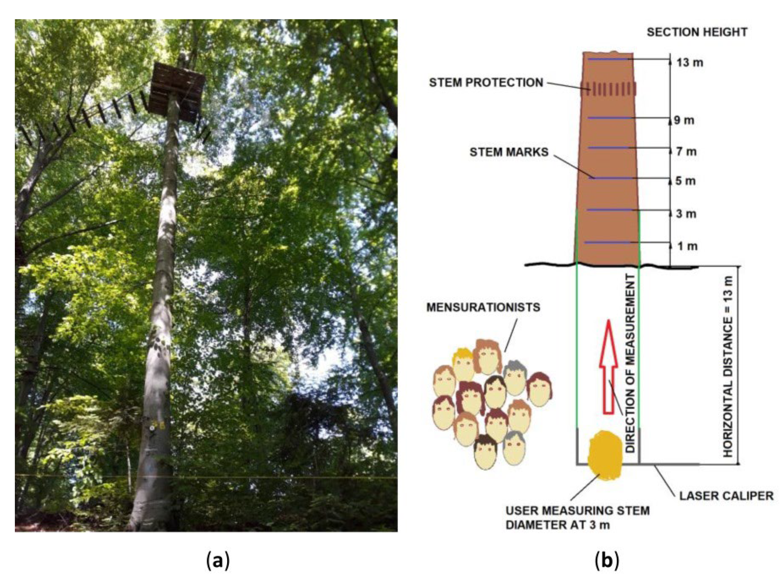 Forests | Free Full-Text | Laser Caliper Reliability in Upper-Stem Diameter  Measurements by Multiple Users | HTML