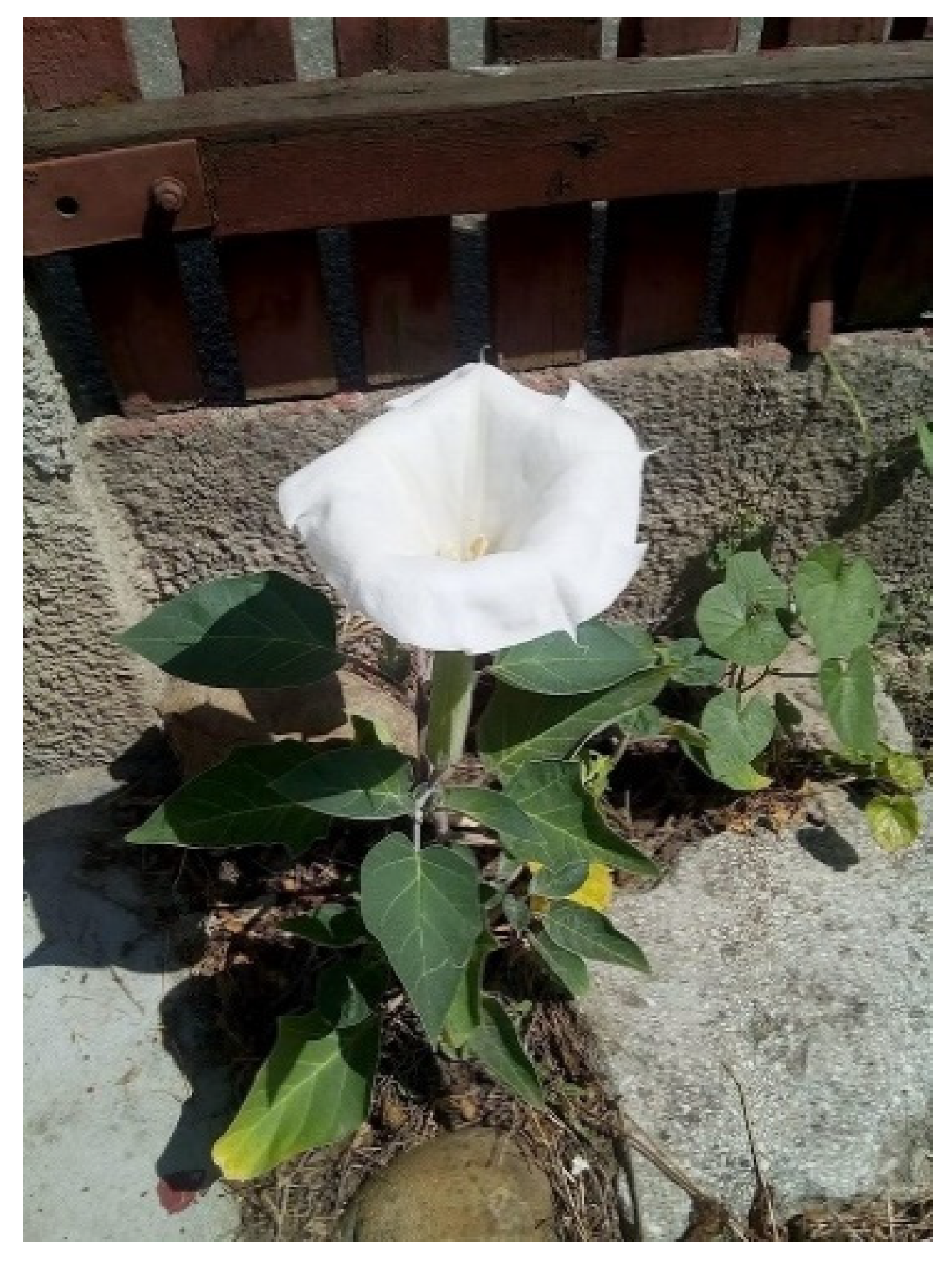 Forests | Free Full-Text | Potential Application of Invasive Plant Species  Datura innoxia for the Scopolamine Extracts of the Plant Organs and  Analysis Using UV&ndash;VIS Spectrophotometry