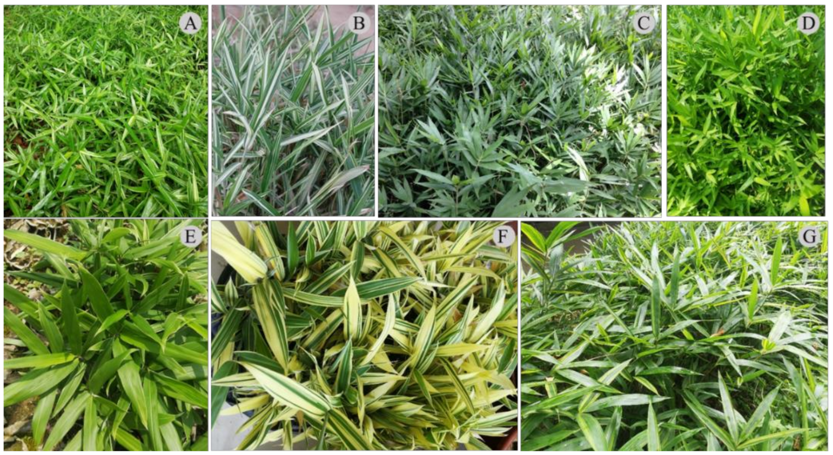 Forests 13 01671 g001 Forests 13 01671 g001