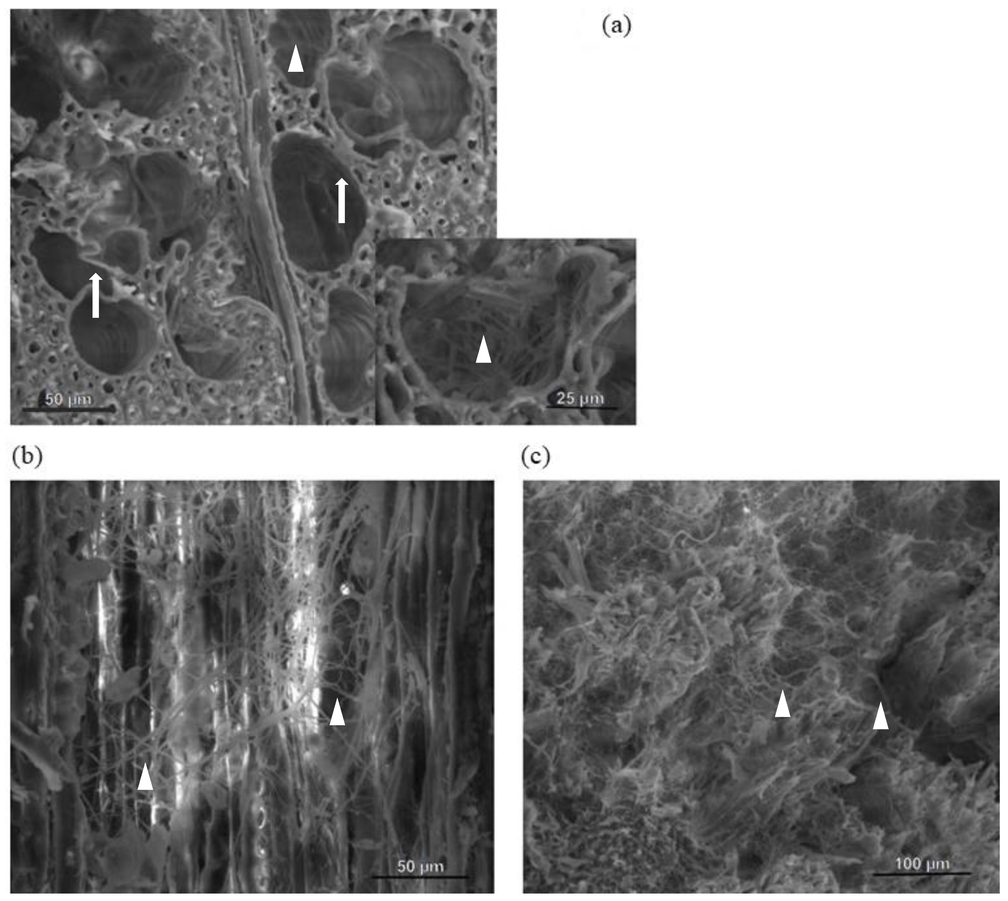Forests 13 01724 g004 Forests 13 01724 g004