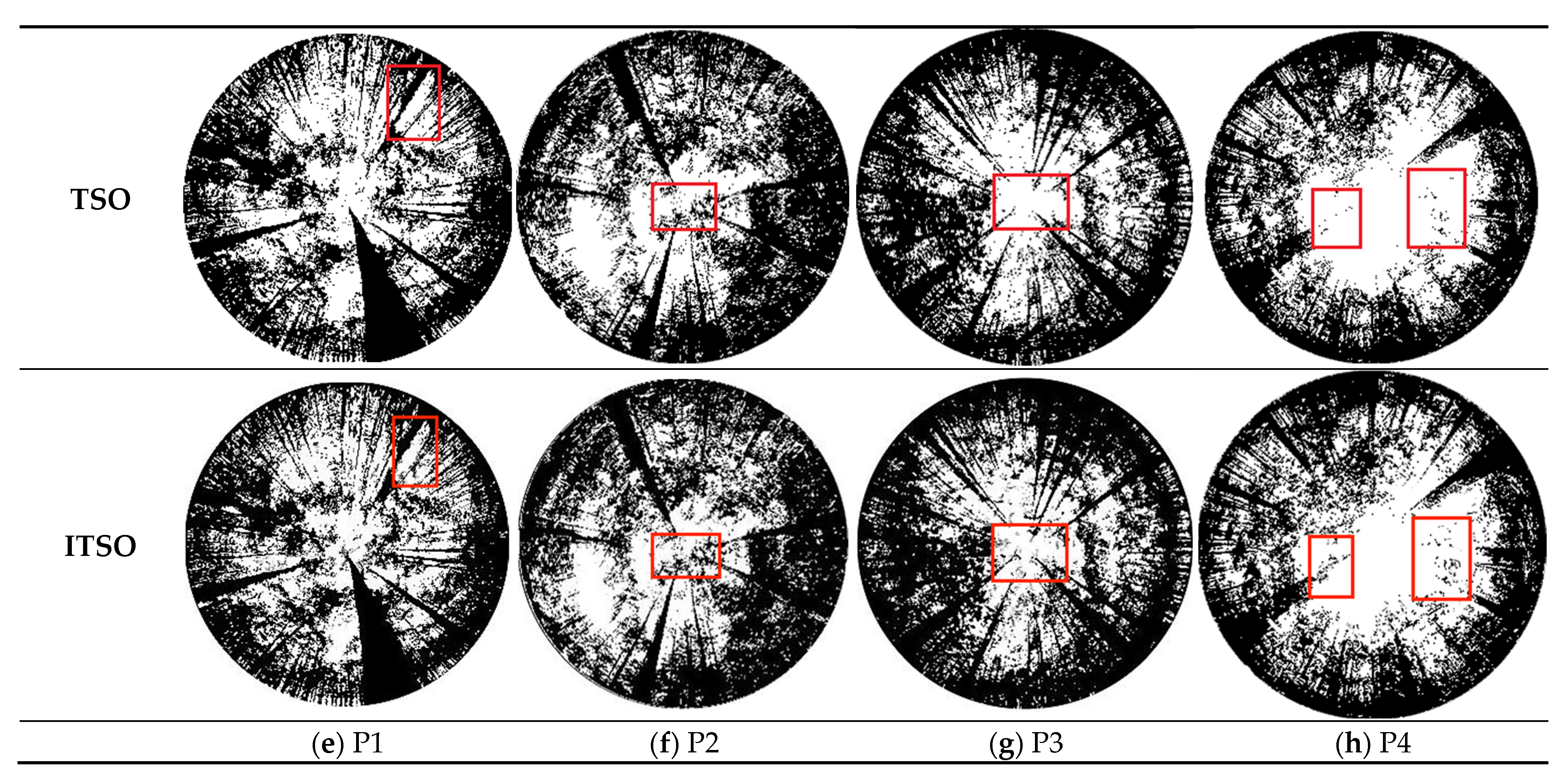 Forests 13 01746 g005b Forests 13 01746 g005b