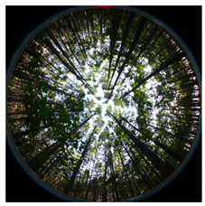 Forests 13 01746 i005 Forests 13 01746 i005