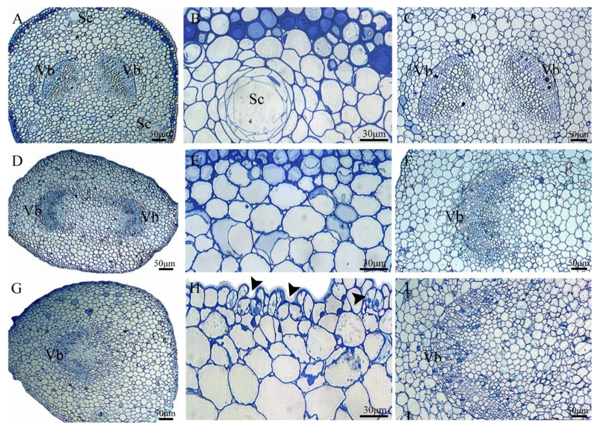 Forests 13 01801 g005