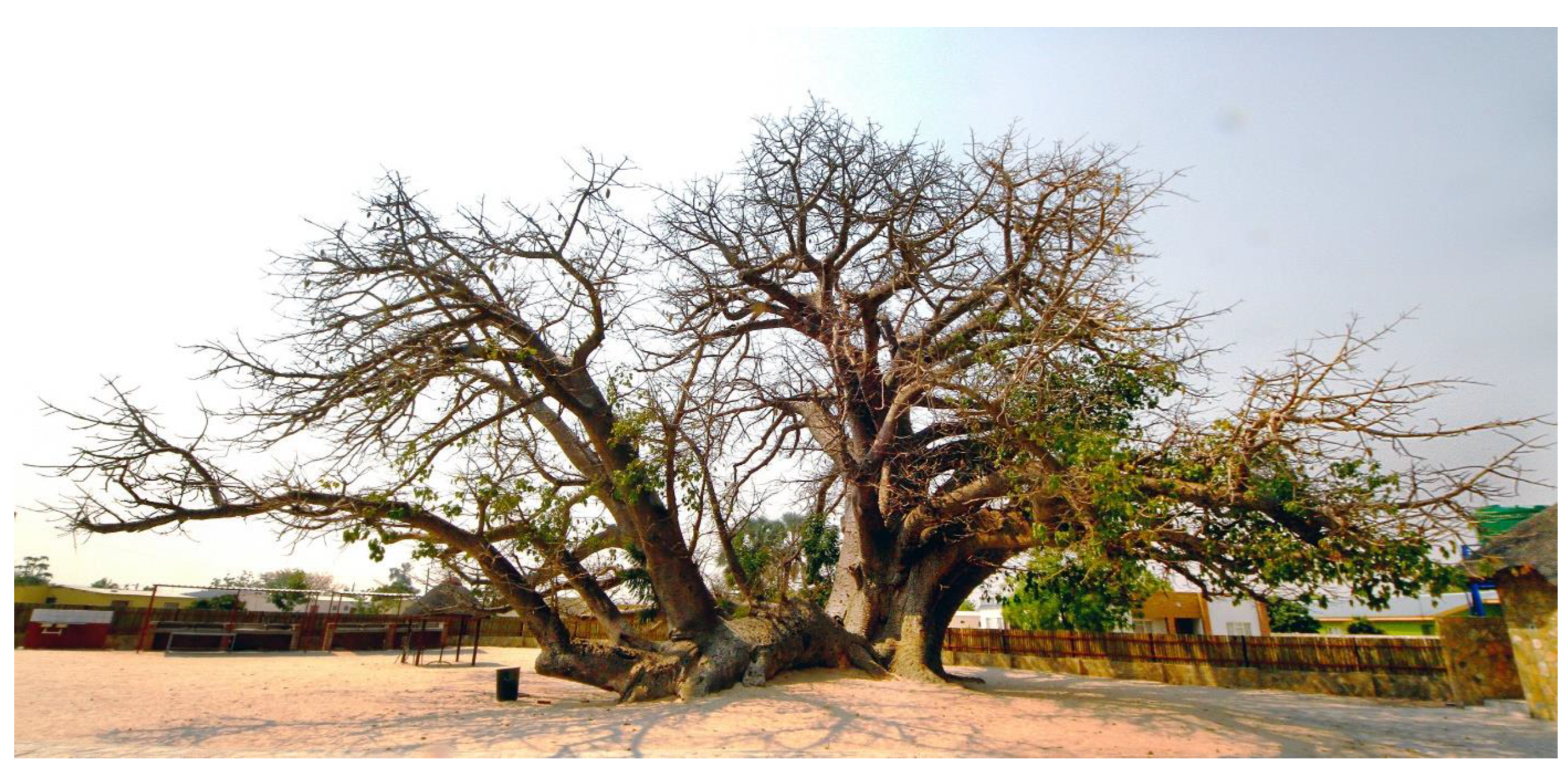 Forests 13 01899 g005 Forests 13 01899 g005